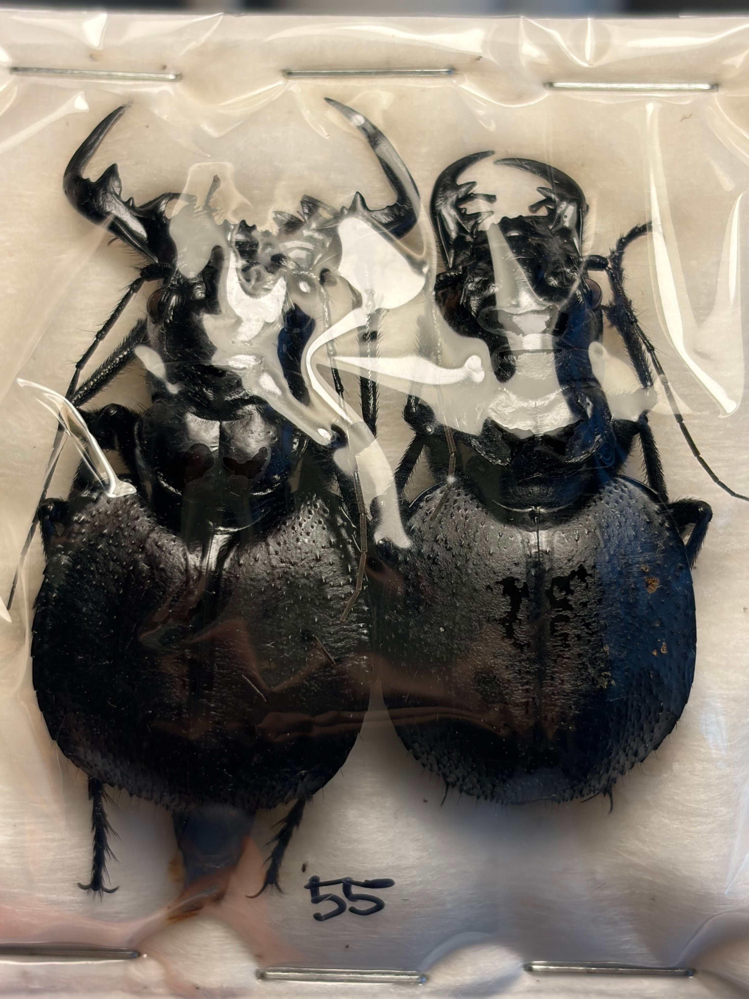 歩行虫•斑蝥•蝸牛被 | オモニキチュウ