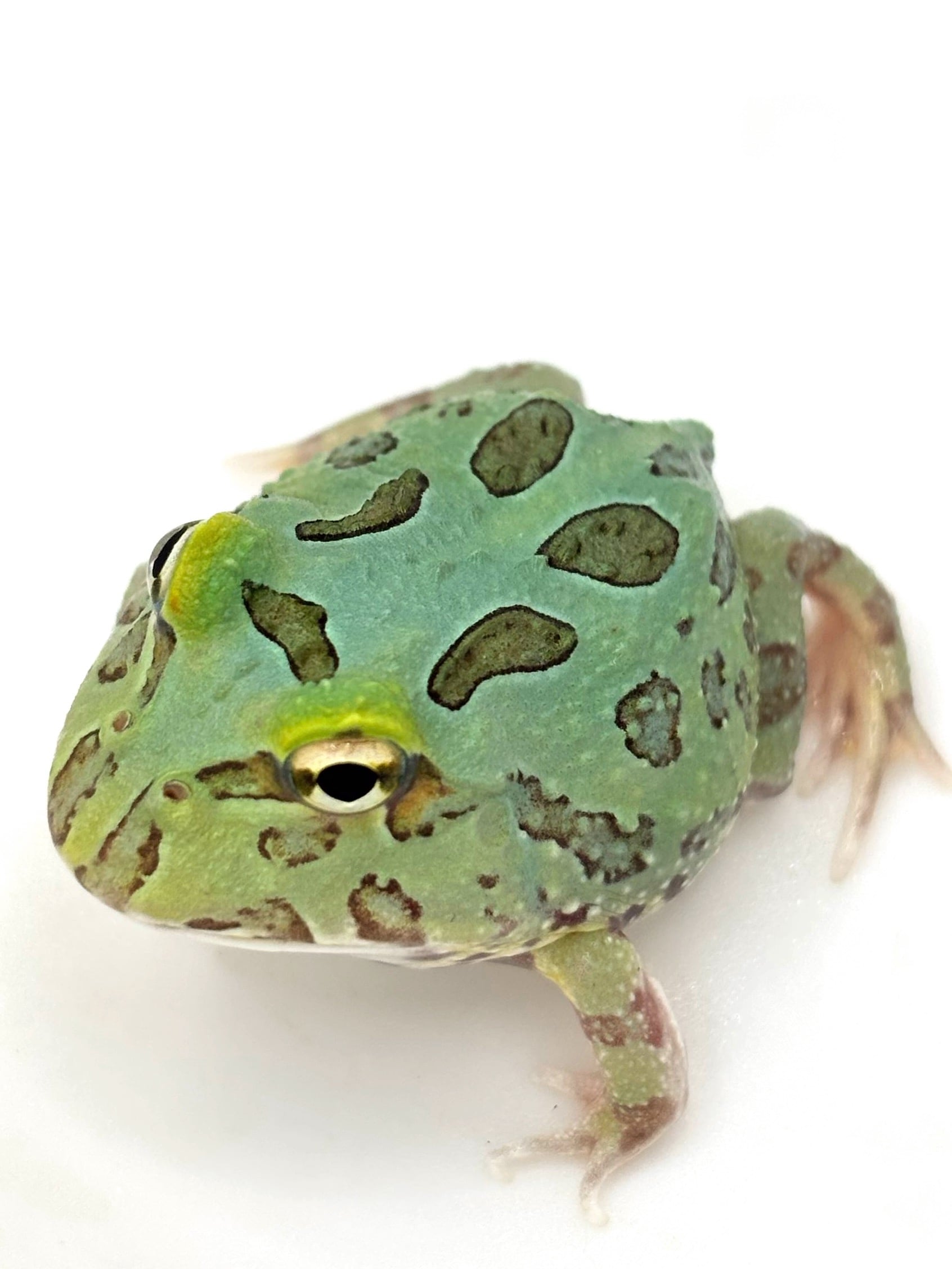 ナガレヒキガエル 1匹 | まるころ商店〜まるくてころころした生き物を