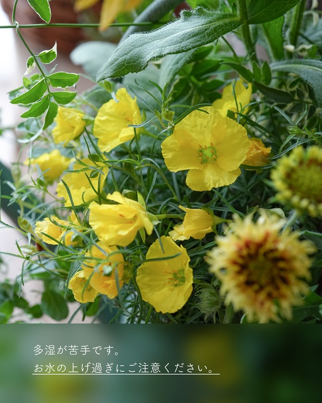 花期が長い　カリロファス　サニーチャープ　３号