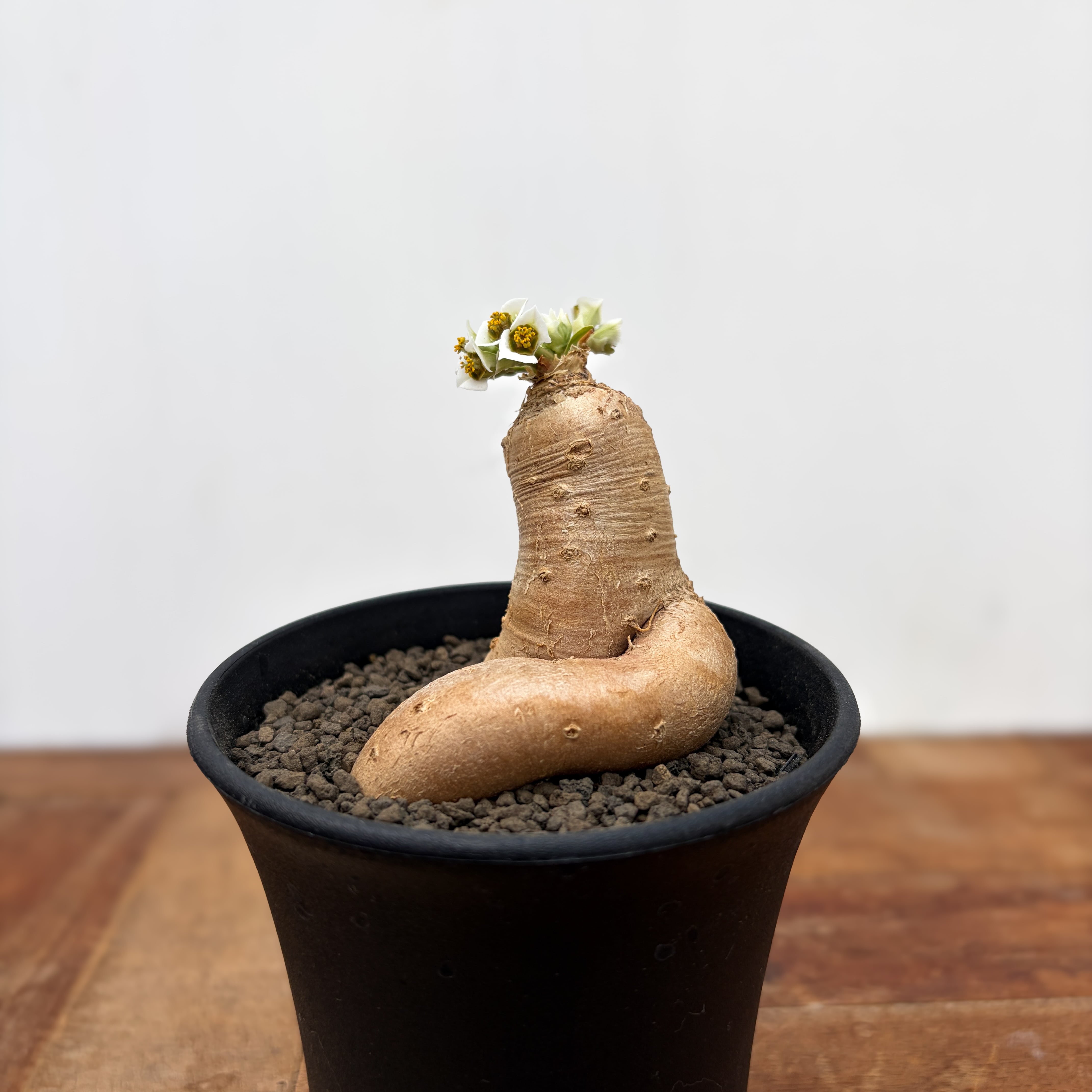 Euphorbia primulifolia 【ユーフォルビア・プリムリフォリア・実生