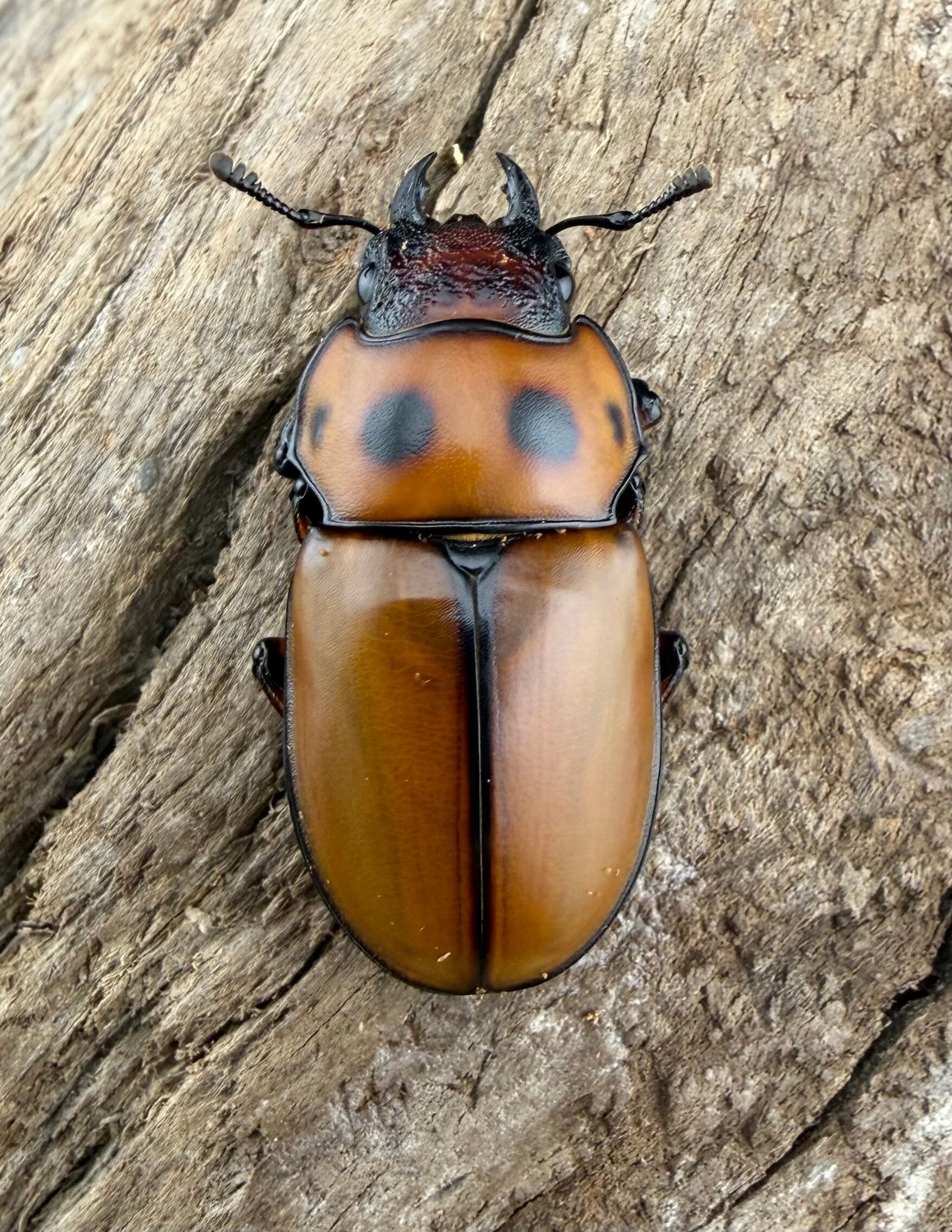 WF1】《グラディアトールメンガタクワガタ 43.5mm ペア》 | KPW公式