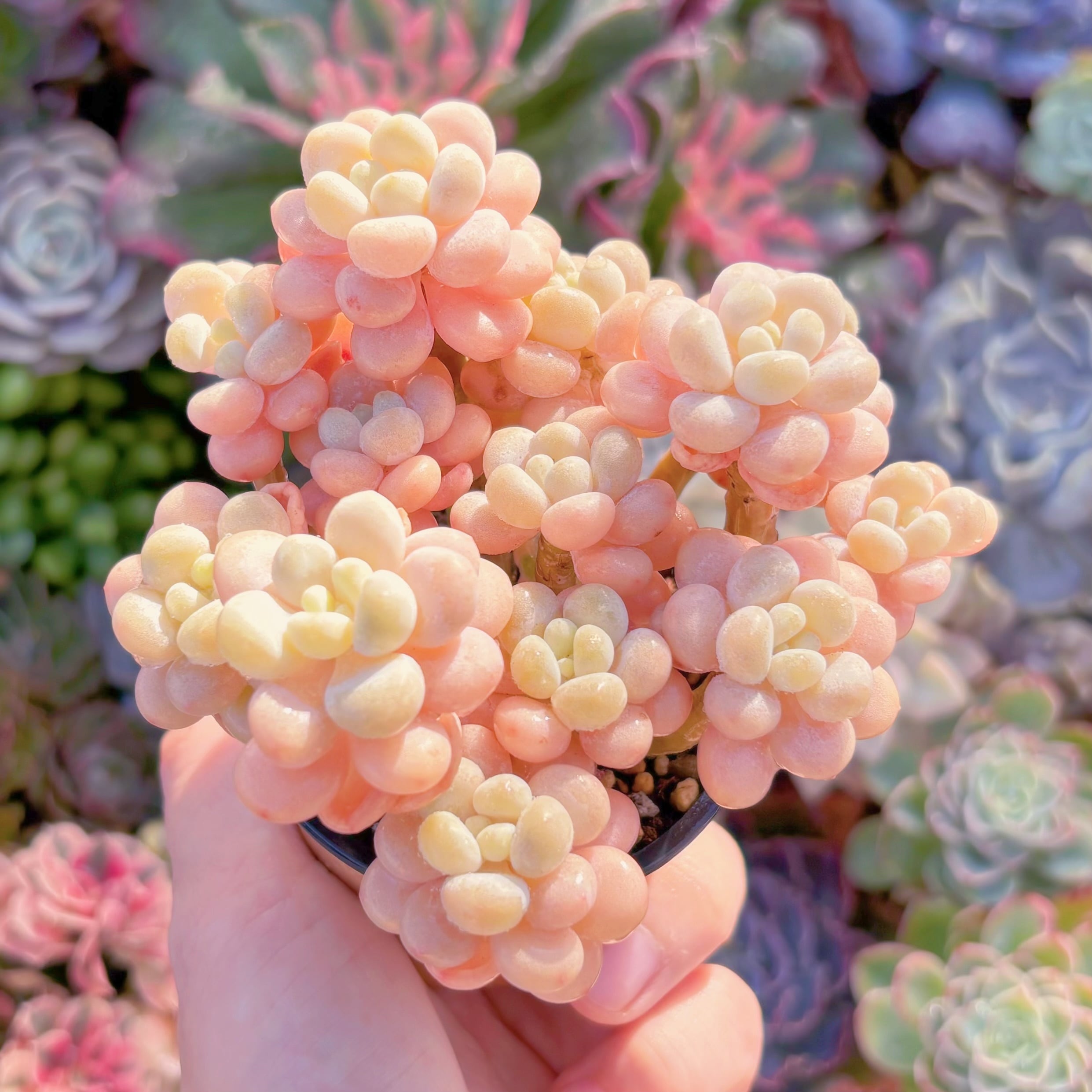 現品　丸葉ストロベリーミルク#1179　群生　るる農園