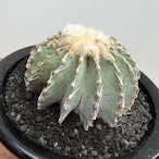 Geohintonia mexicana【ゲオヒントニア・メキシカーナ】