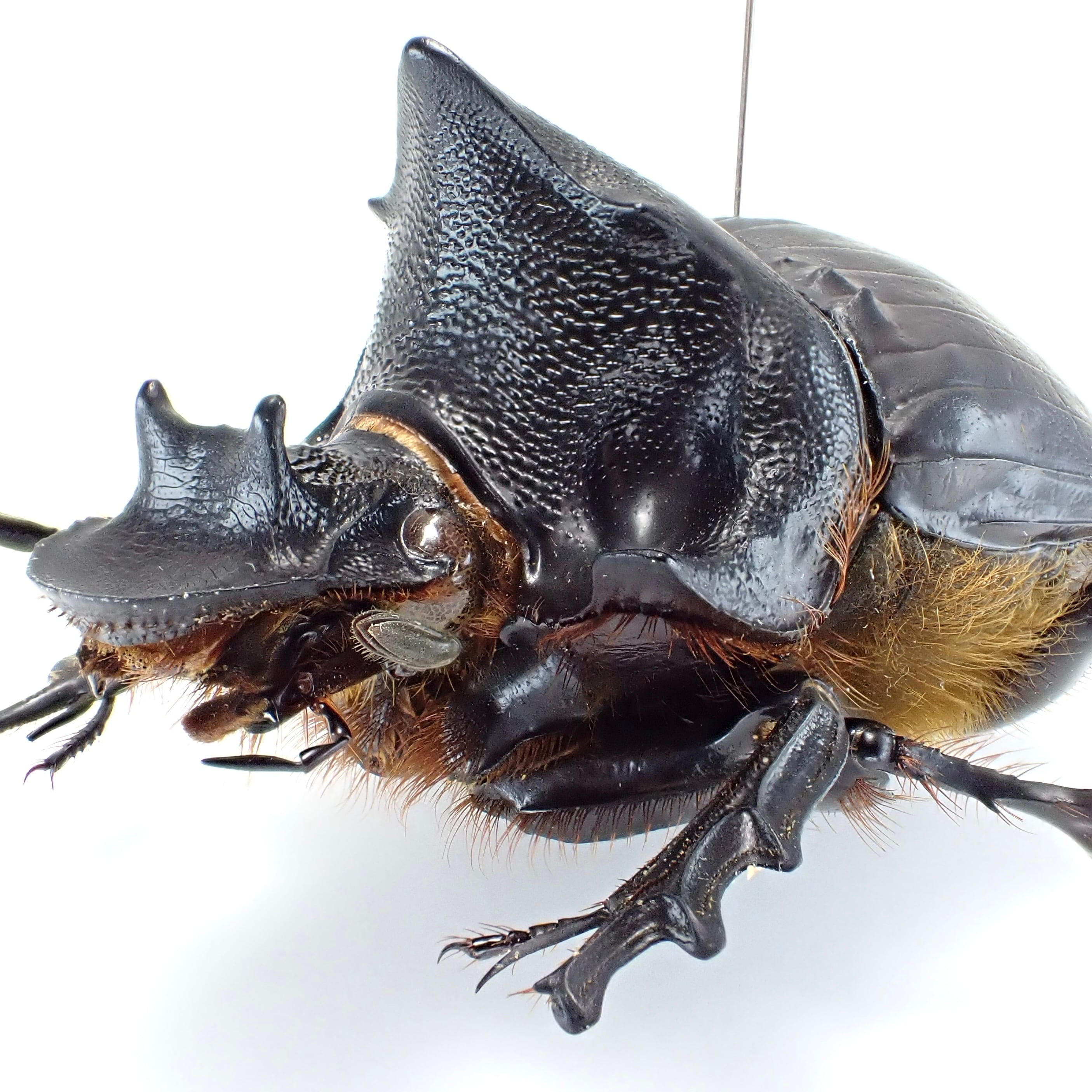 標本 Ethiopia Heliocopris hermes 37mm Amazon.com: Real Exotic Elephant Dung Beetle Specimen