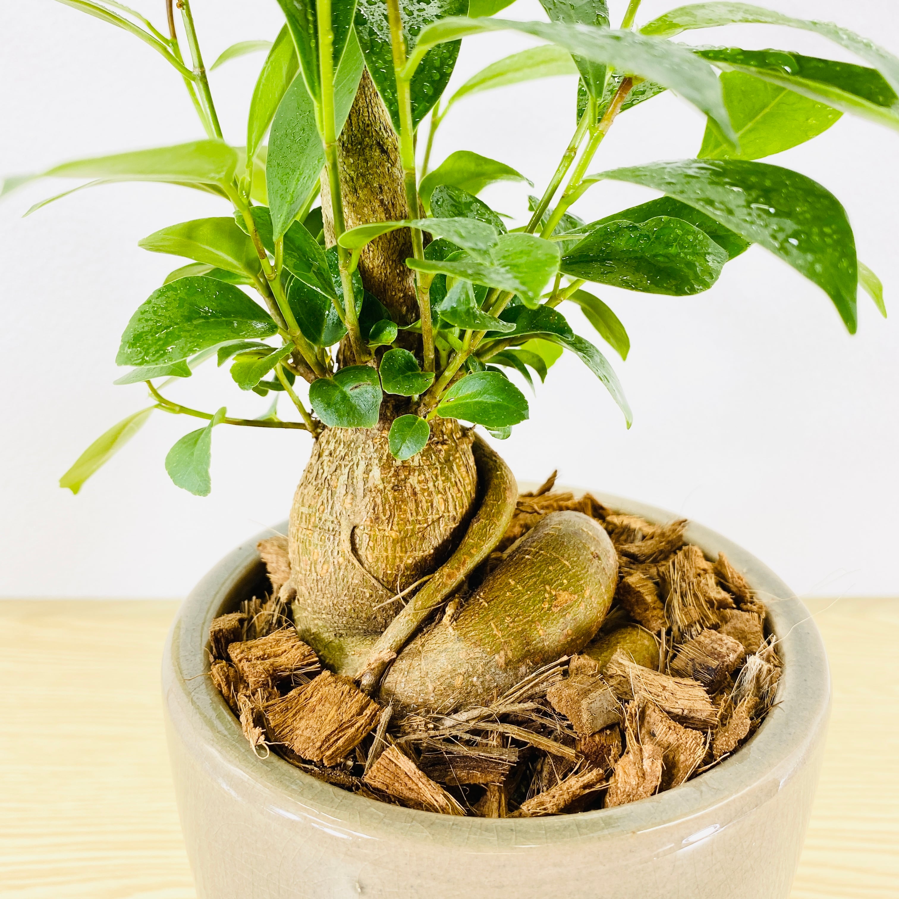 ガジュマル・多幸の木 [観葉植物・1点もの] 腕と足を組み座っています