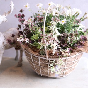 モンディマンシェ 寄せ植え　プレゼントにおすすめ｜ナチュラルカラーのバスケット｜届いてすぐ飾れる完成品｜玄関インテリア｜母の日・新築・開店祝いギフト