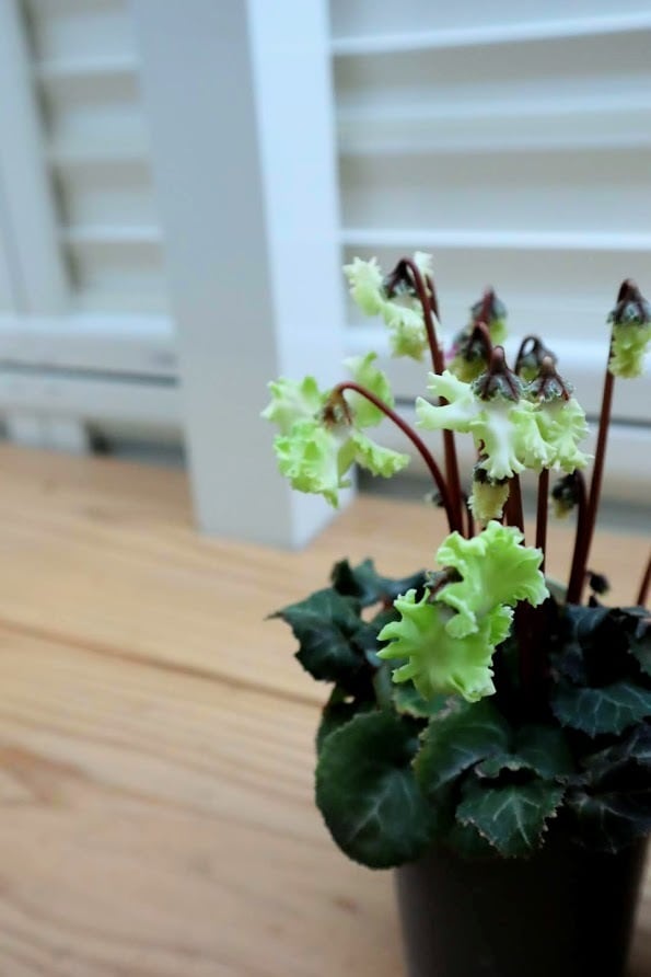 FR17♥ガーデンシクラメン 森の妖精♥超希少♥花苗ポットごと発送