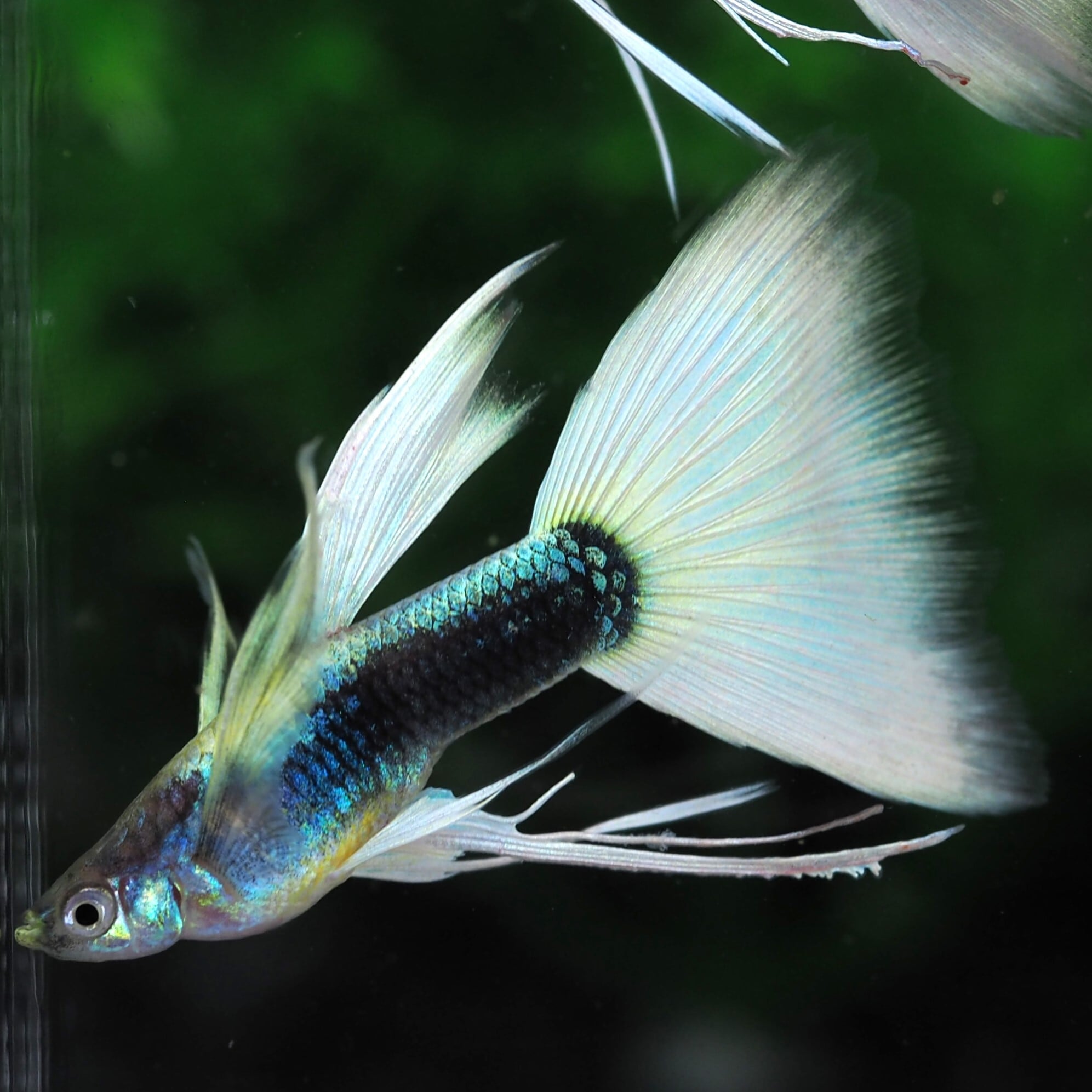 GUPPY | 伊豆グッピーファーム