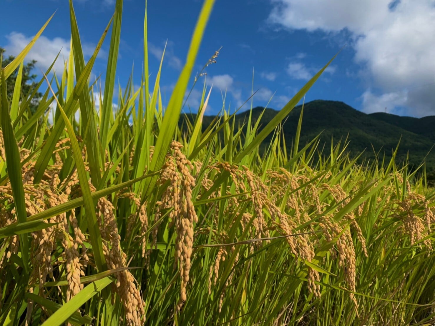 広島県産あきさかり5㎏ | お米のカツヤ