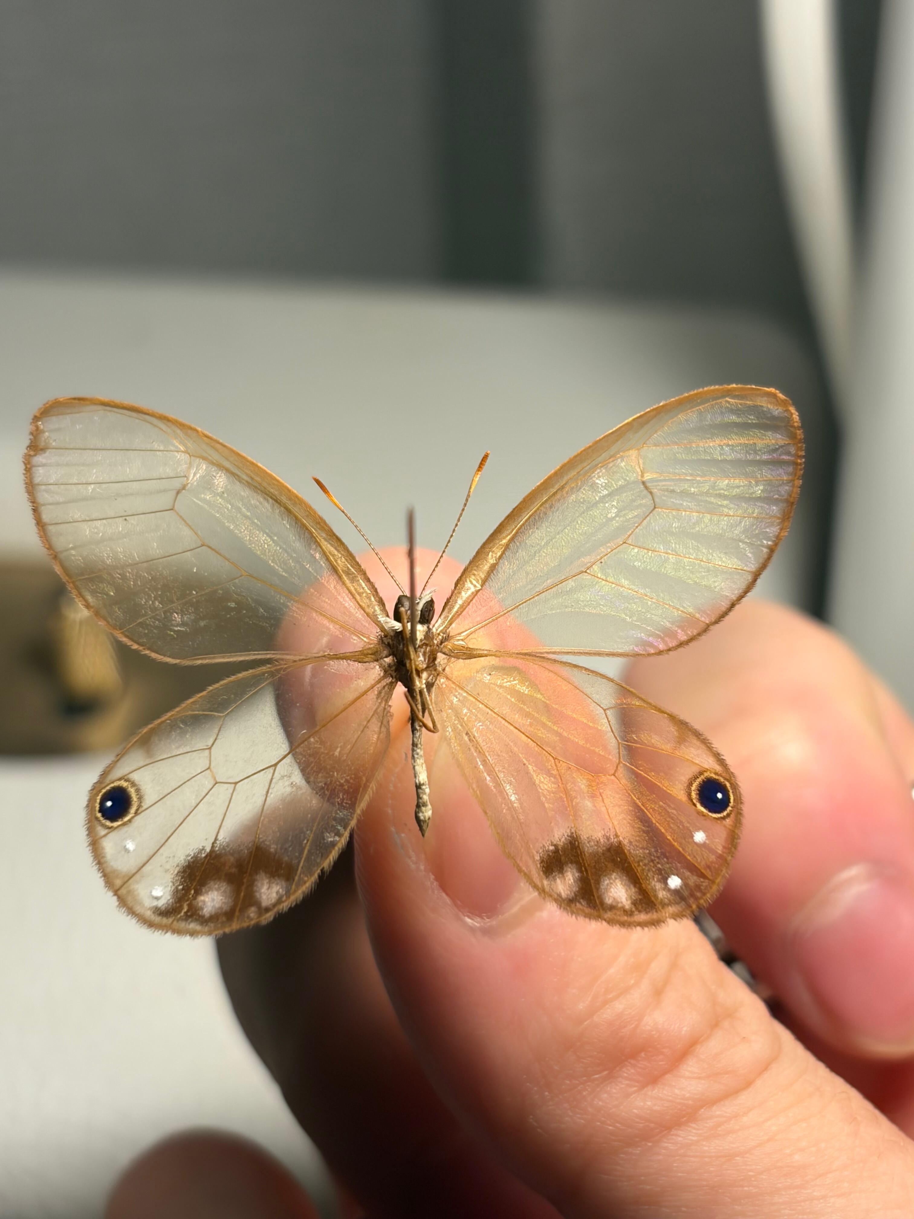 属内最高峰】ルリモンスカシジャノメ 昆虫標本 標本 ブラジル 蝶標本