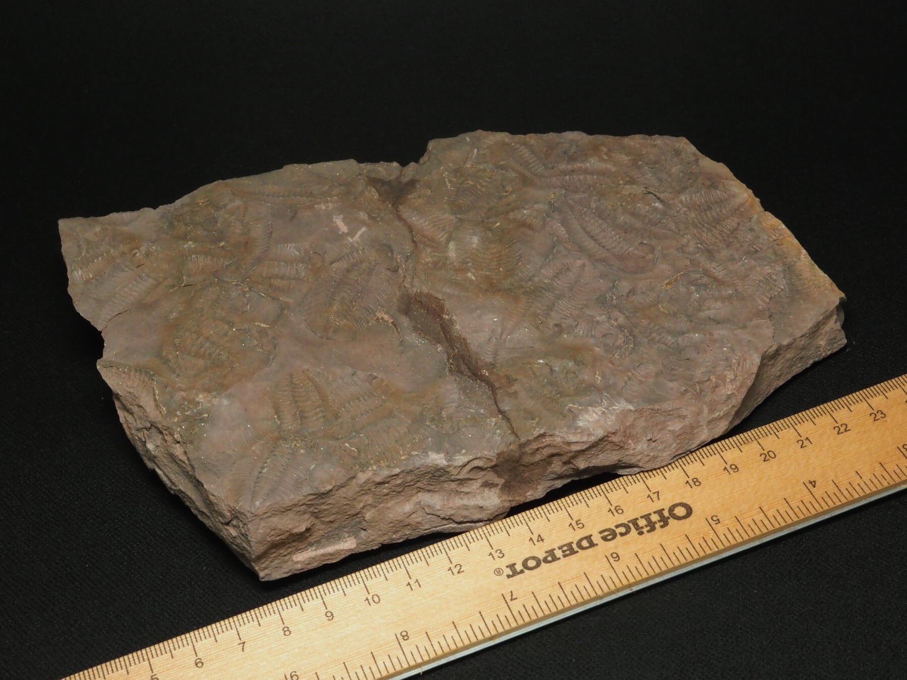 大量の死骸層！三葉虫【Morgatia sp.】【1371g】モロッコ王国産/恐竜
