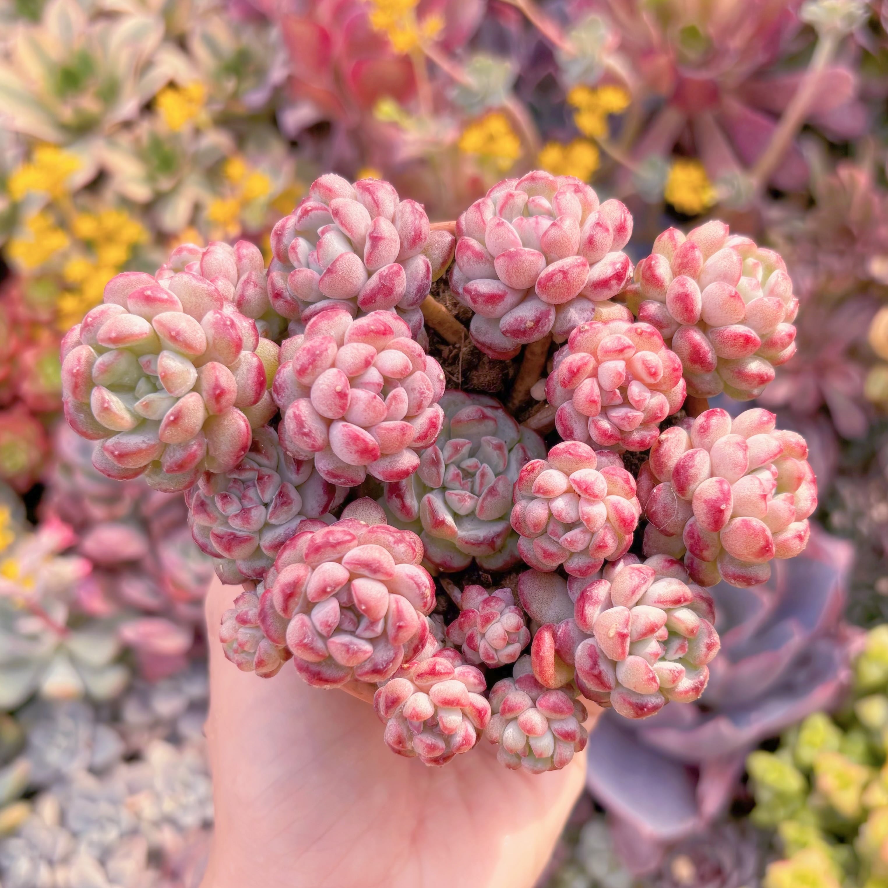 現品　萌豆#M086　大群生　新入荷　るる農園