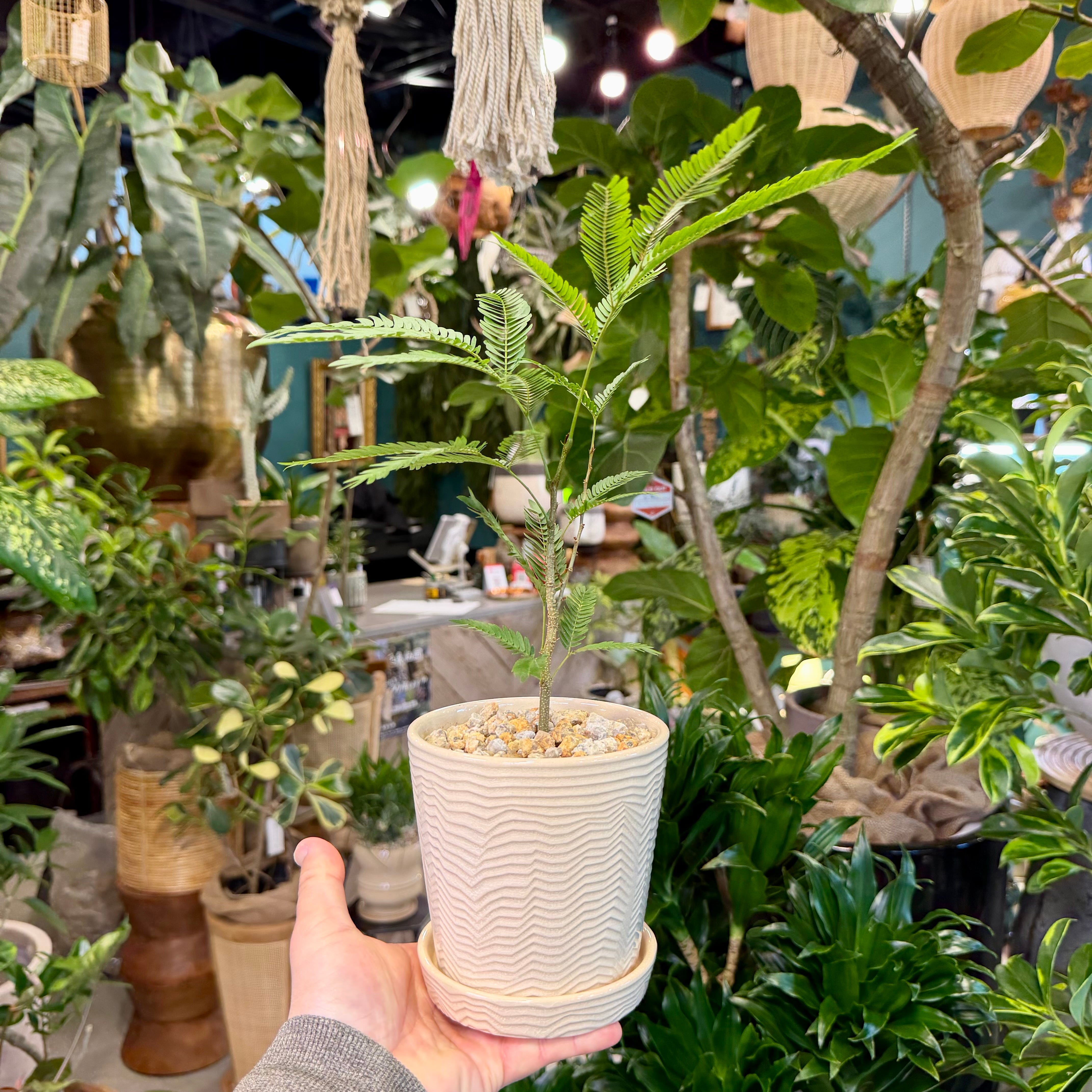 エバーフレッシュ | barrelplants_BONSAI