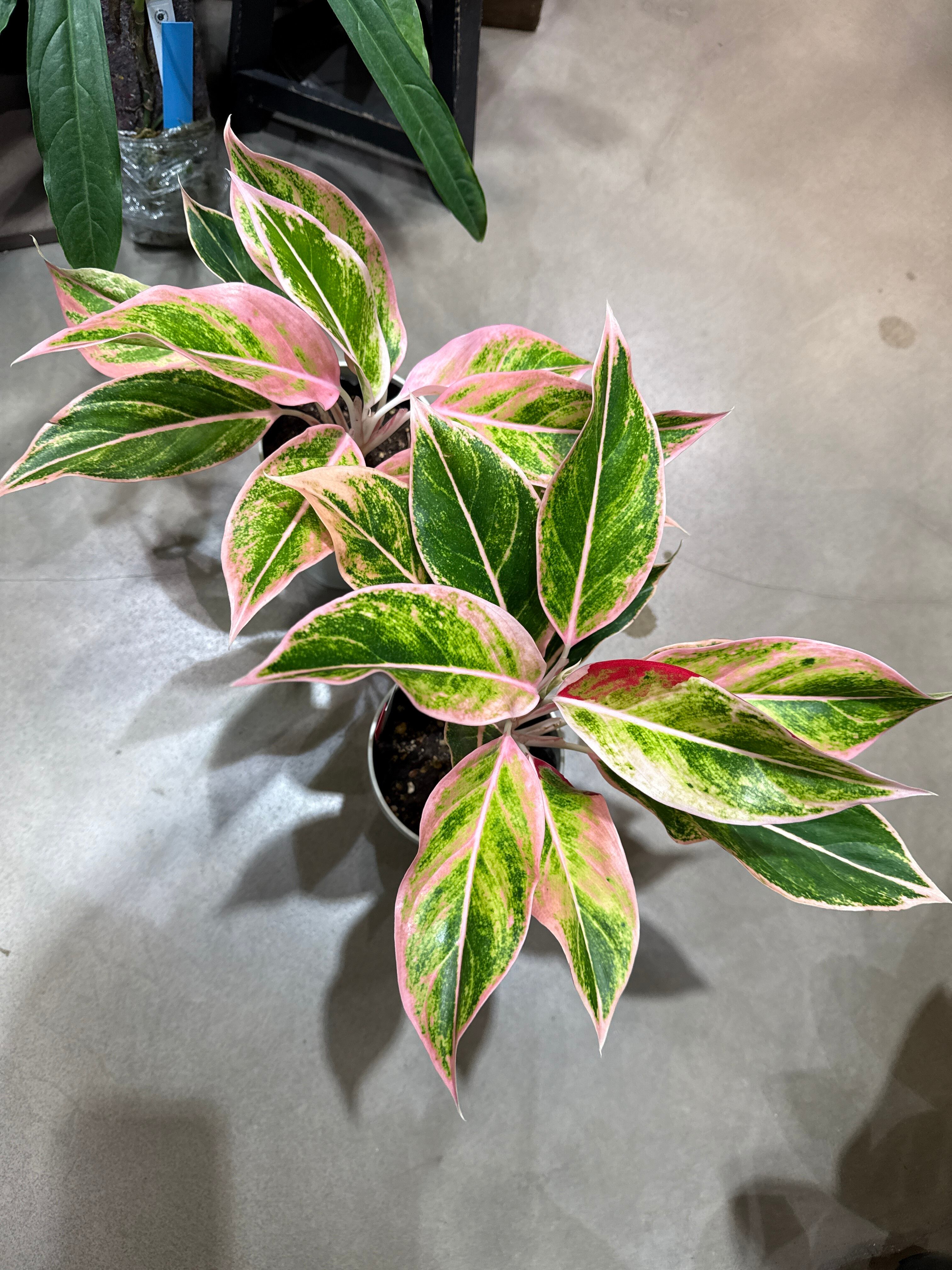 B フィロデンドロン キャラメルマーブル ファイヤータイガー