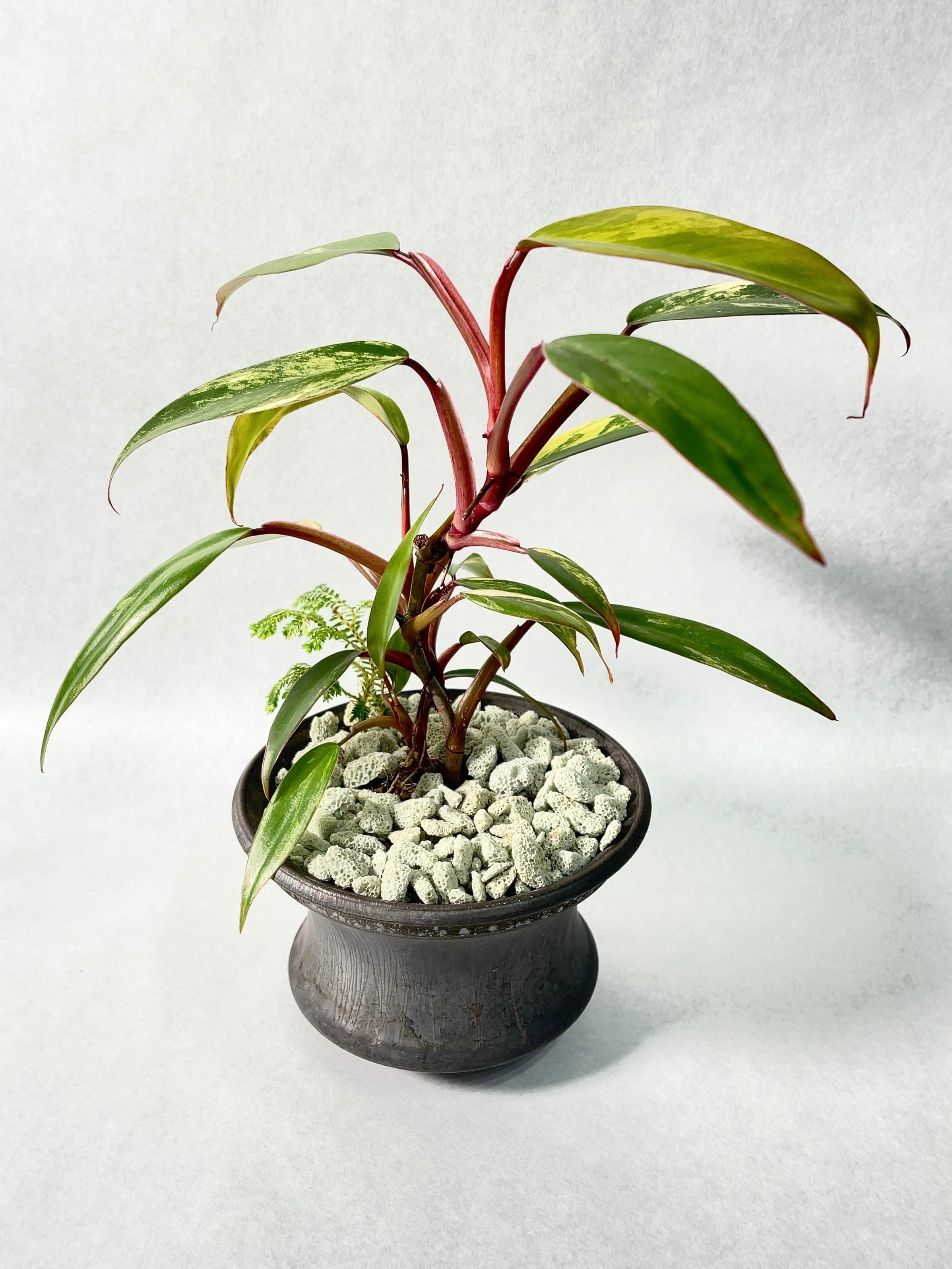 フィロデンドロン ストロベリーシェイク 3.5号ポット苗 Philodendron