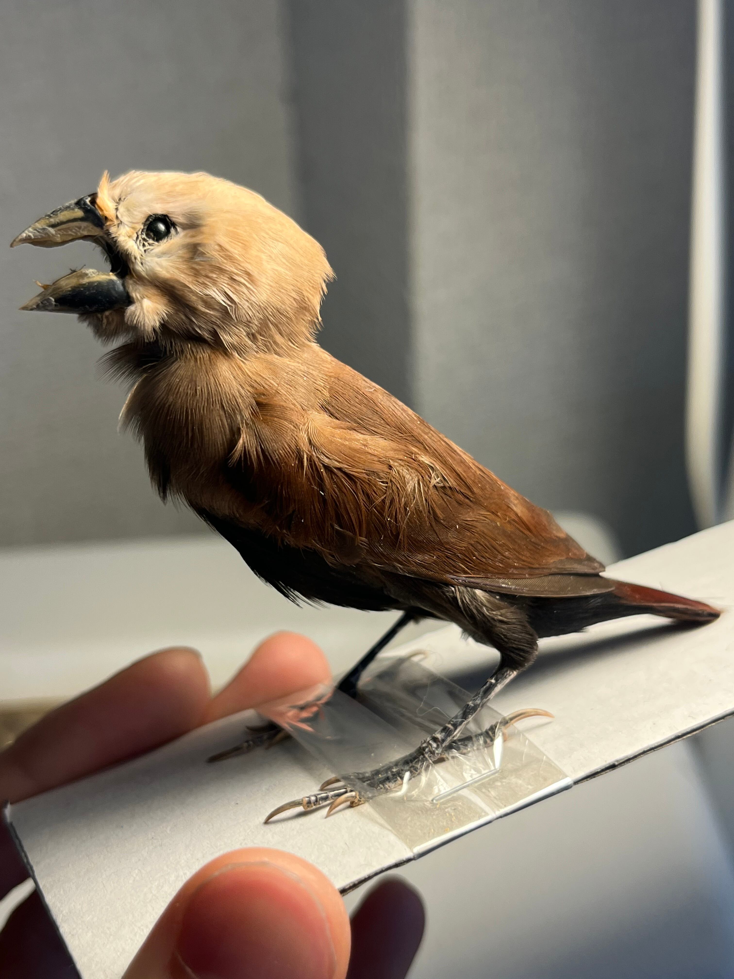 鳥剥製】ヒメコノハドリ Common Iora 鳥 木彫り 野鳥 置物 インテリア