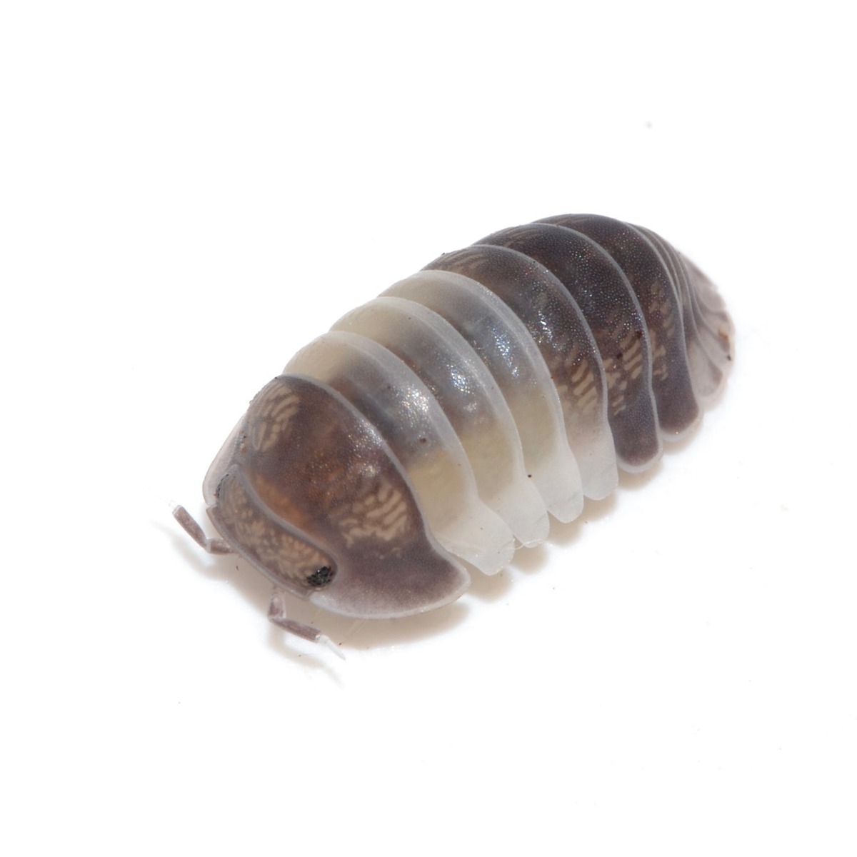 6匹 タピルダンゴムシ 幼体 5mm 5匹 保証分1匹 計6匹セット 死着保証あり ダンゴムシ ワラジムシ 専門店 Clover 6匹 タピルダンゴムシ 幼体 5mm 5匹 保証分1匹 計6匹セット 死着保証あり ダンゴムシ ワラジムシ 専門店 Clover