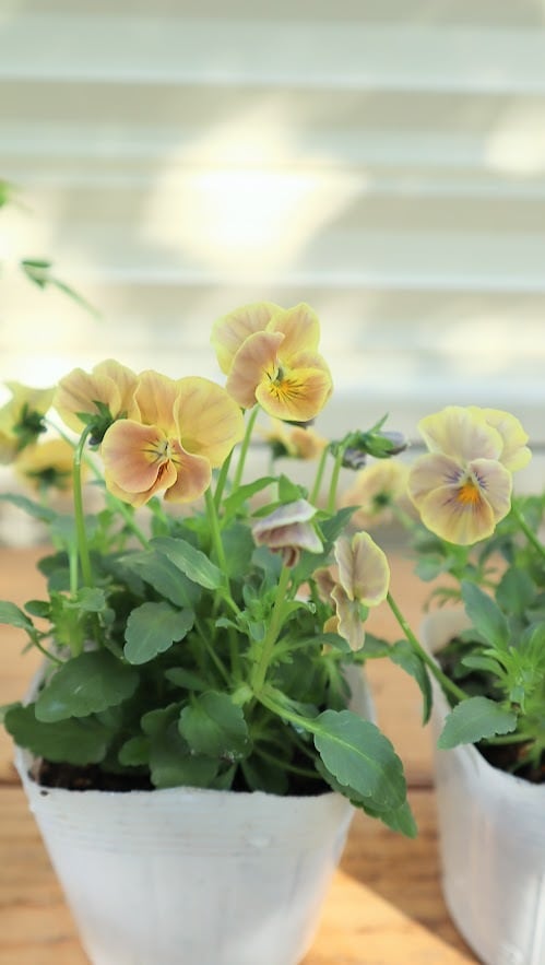 Ｋ４６♥ガーデンシクラメン 森の妖精アンティーク♥超希少♥花苗ポットごと発送 K46♥ガーデンシクラメン 森の妖精アンティーク♥超希少♥花苗