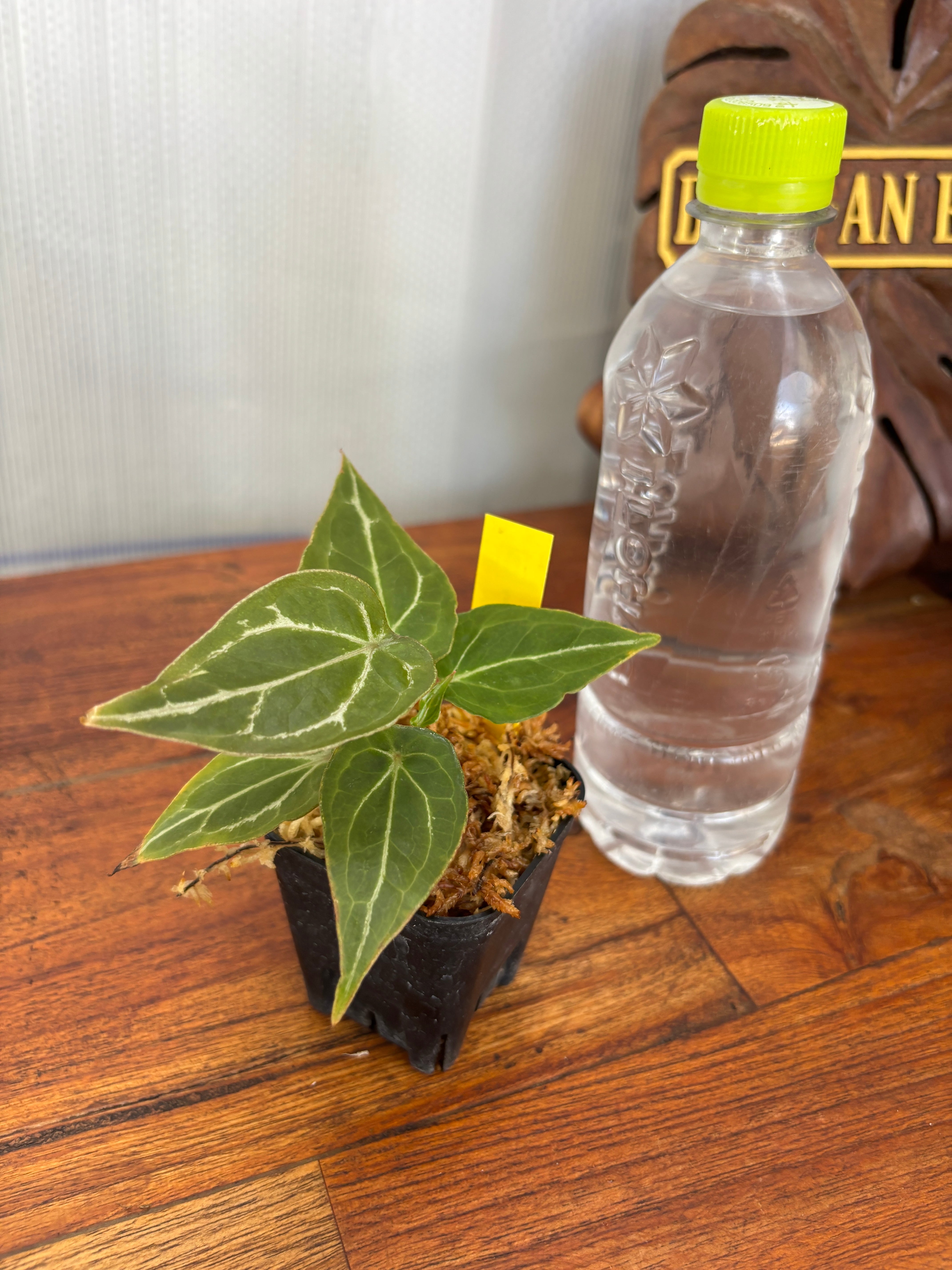 Anthurium | BALI-AN 園芸