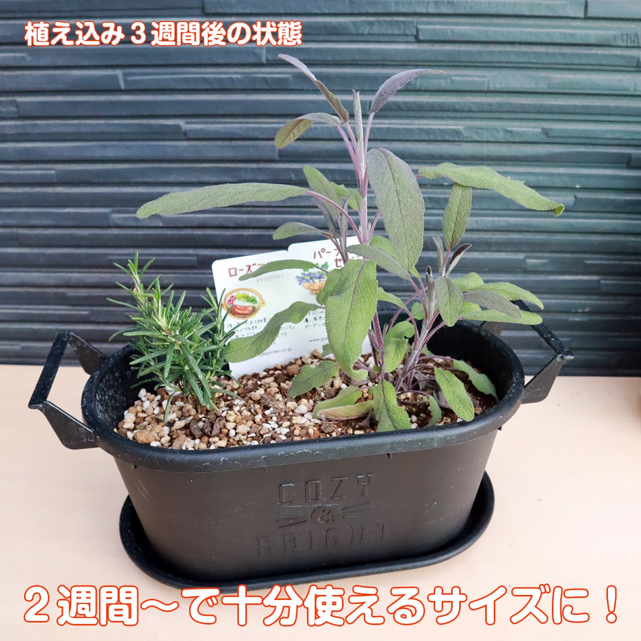 ハーブ 栽培キット グロウコンテナ18 緑 苗2個 | ハーブ苗のポタジェ