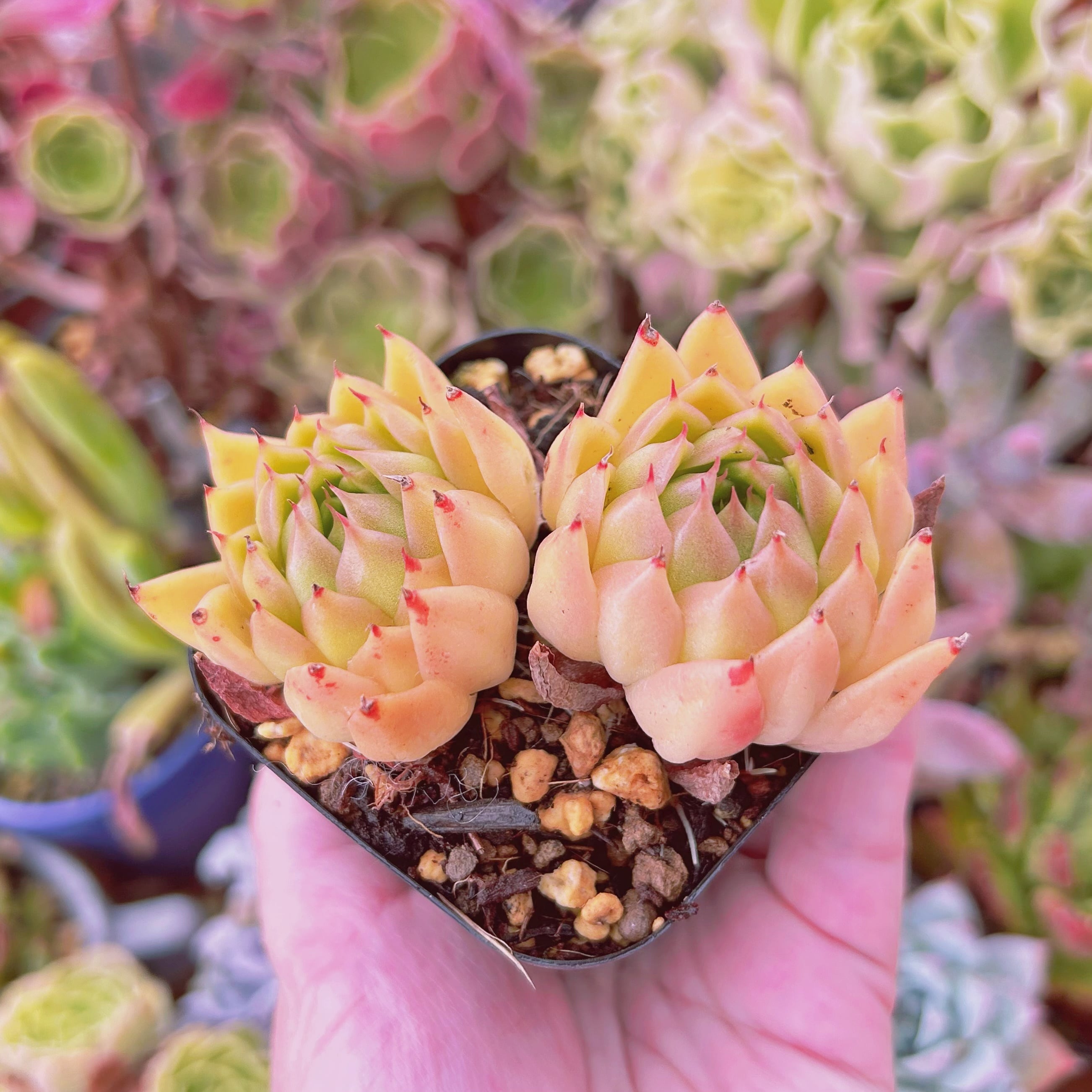 現物 多肉植物 スパイシー 抜き苗 | るる農園~多肉植物専門