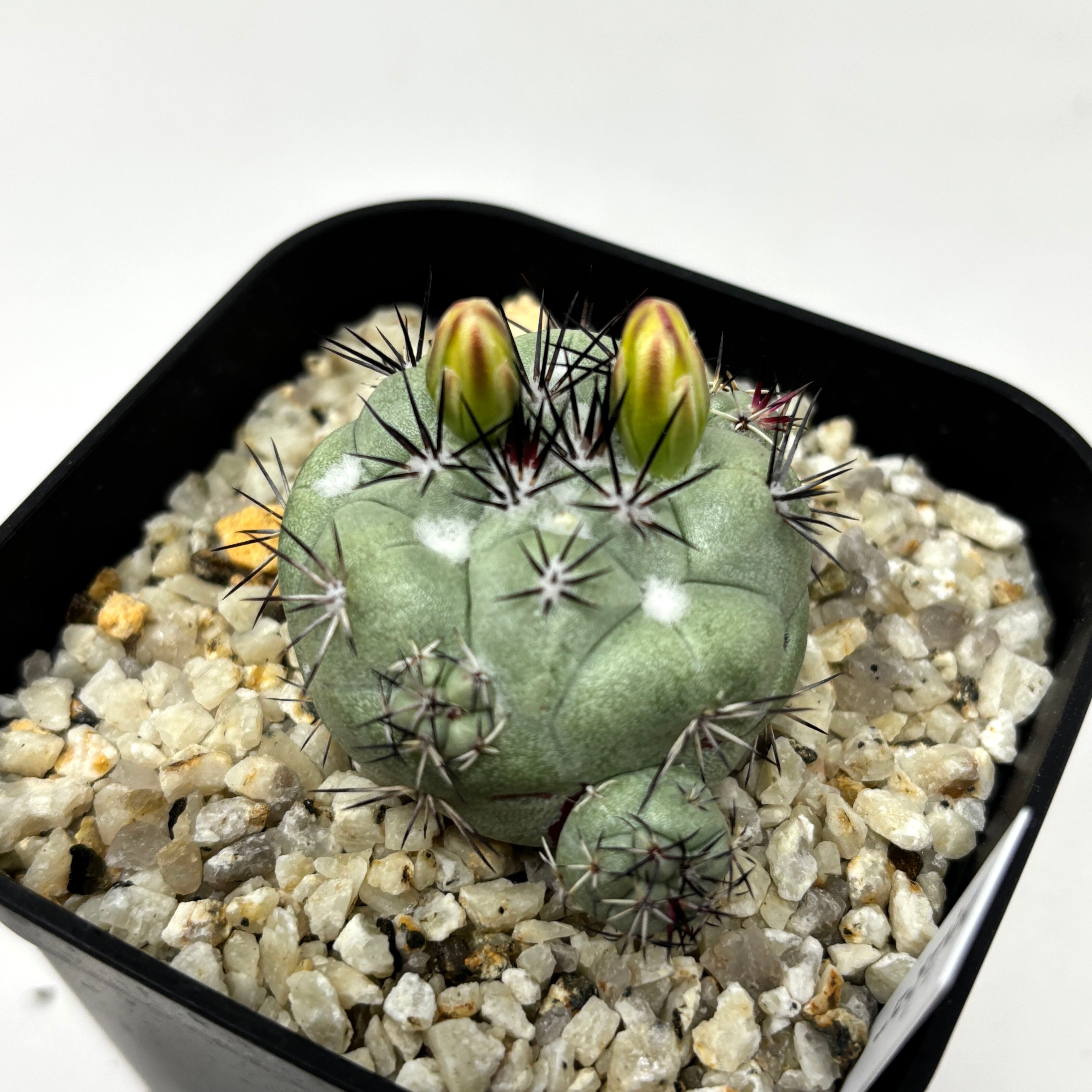 マクドガリー　サボテン　群生 isla del pescado - Ortegocactus macdougallii-オルテゴ