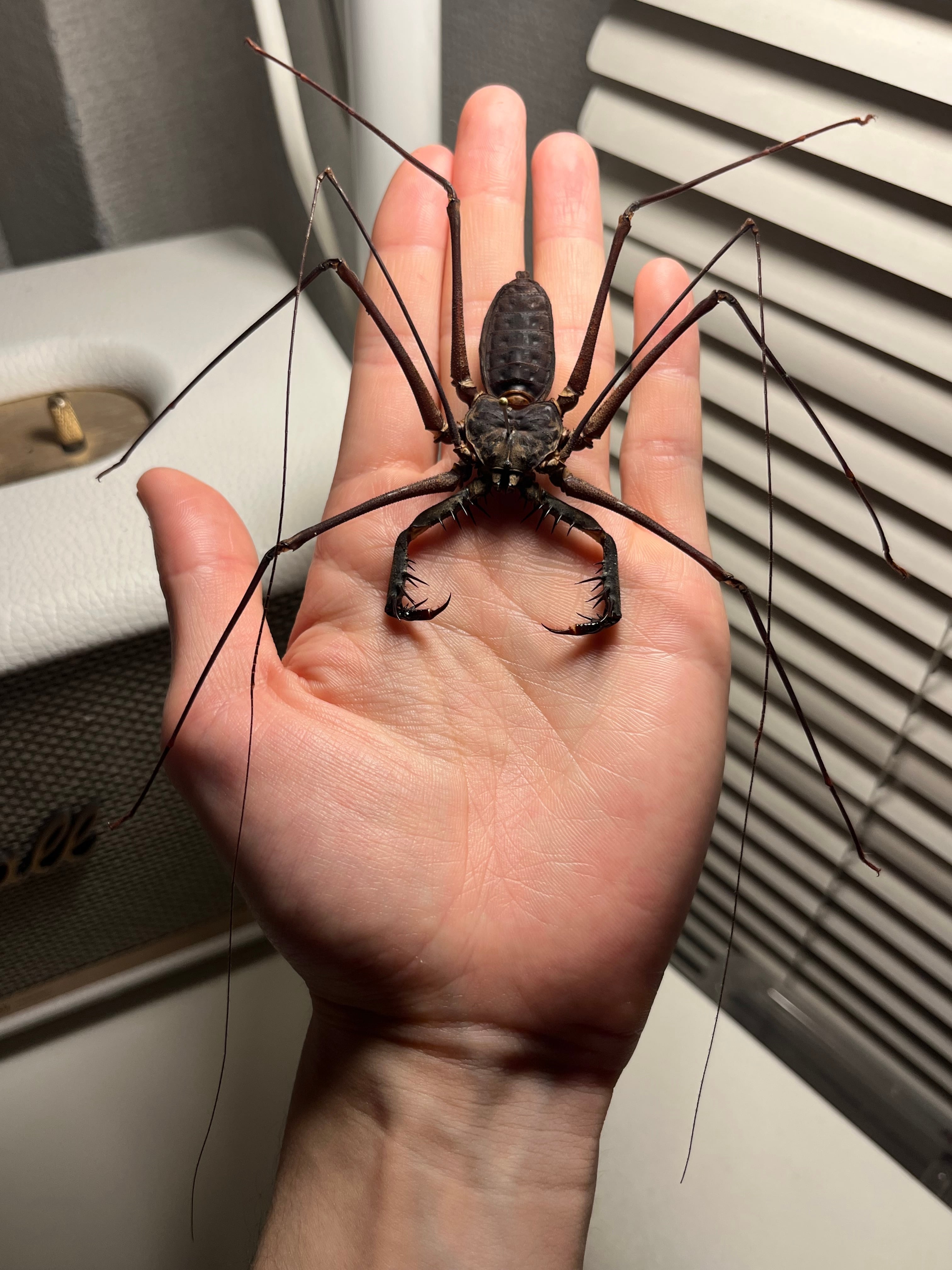 【珍標本】インドのゲジゲジ 奇蟲 昆虫 ムカデ人間サソリモドキタランチュラ ウデムシ | オモニキチュウ