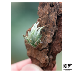 Tillandsia loliacea (Argentina)
