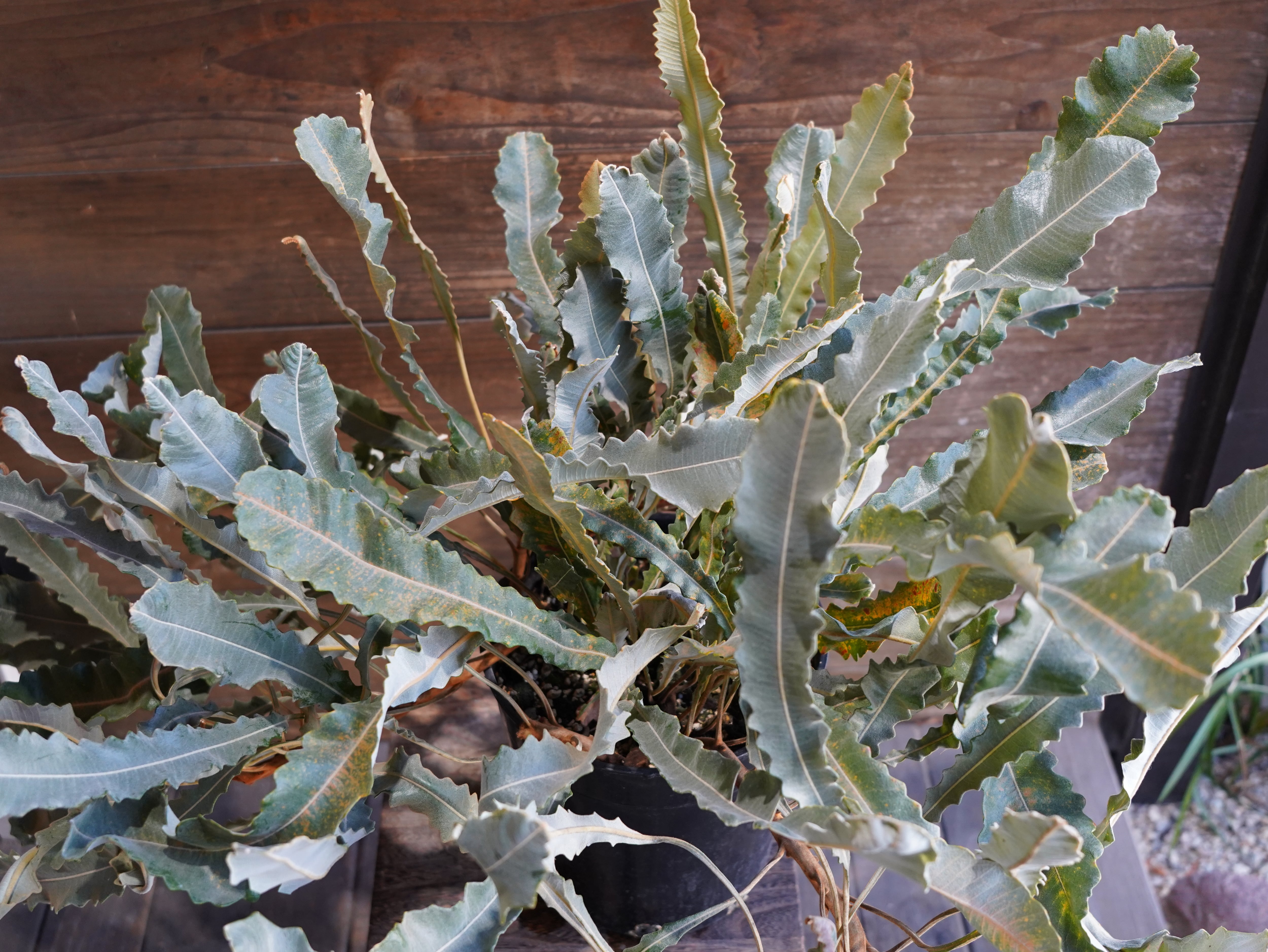 【現物】バンクシア "ペティオラリス"