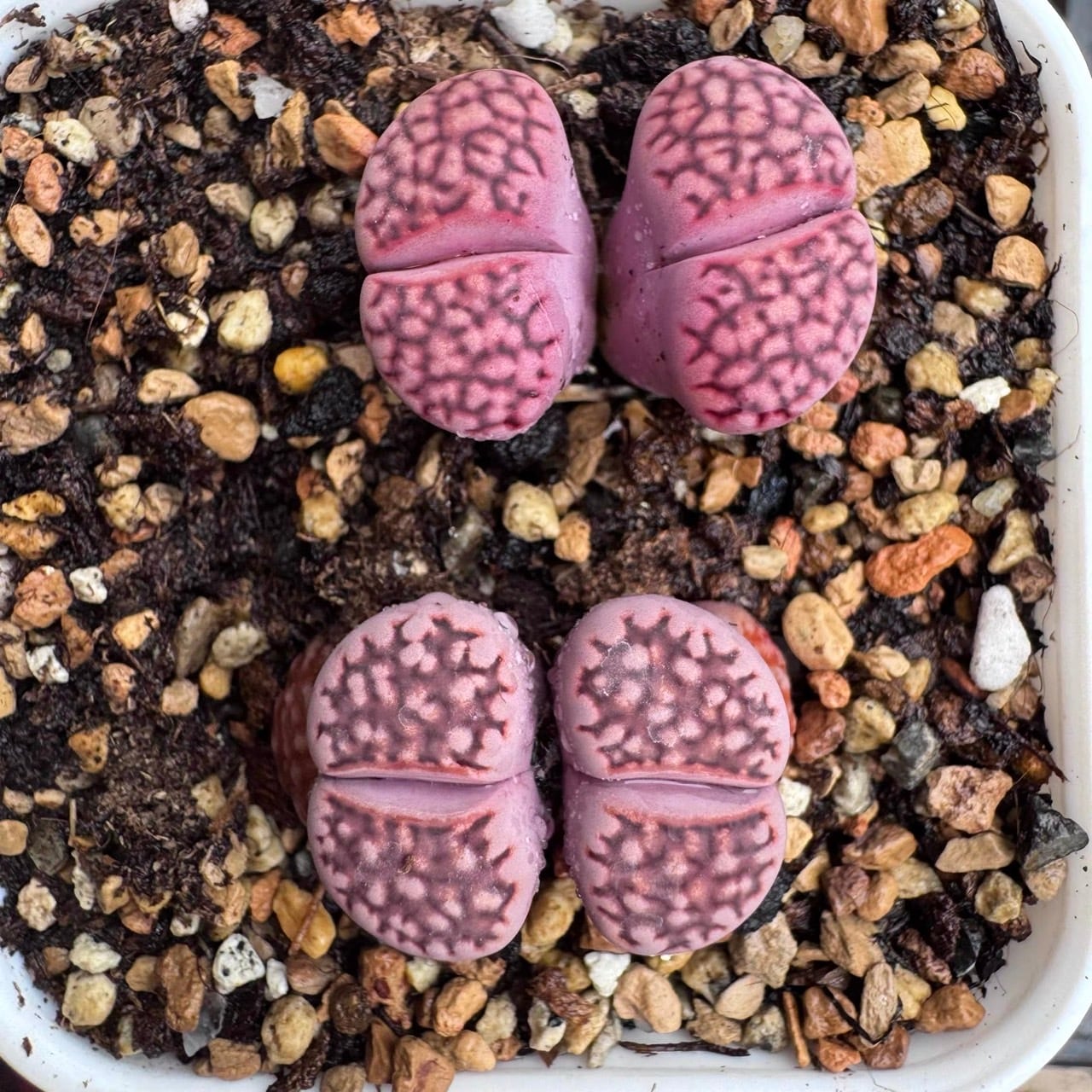 多肉植物 リトープス 紫寿麗玉 1.7cm 大株2頭 1株 | 愛多肉-AI-TANIKU