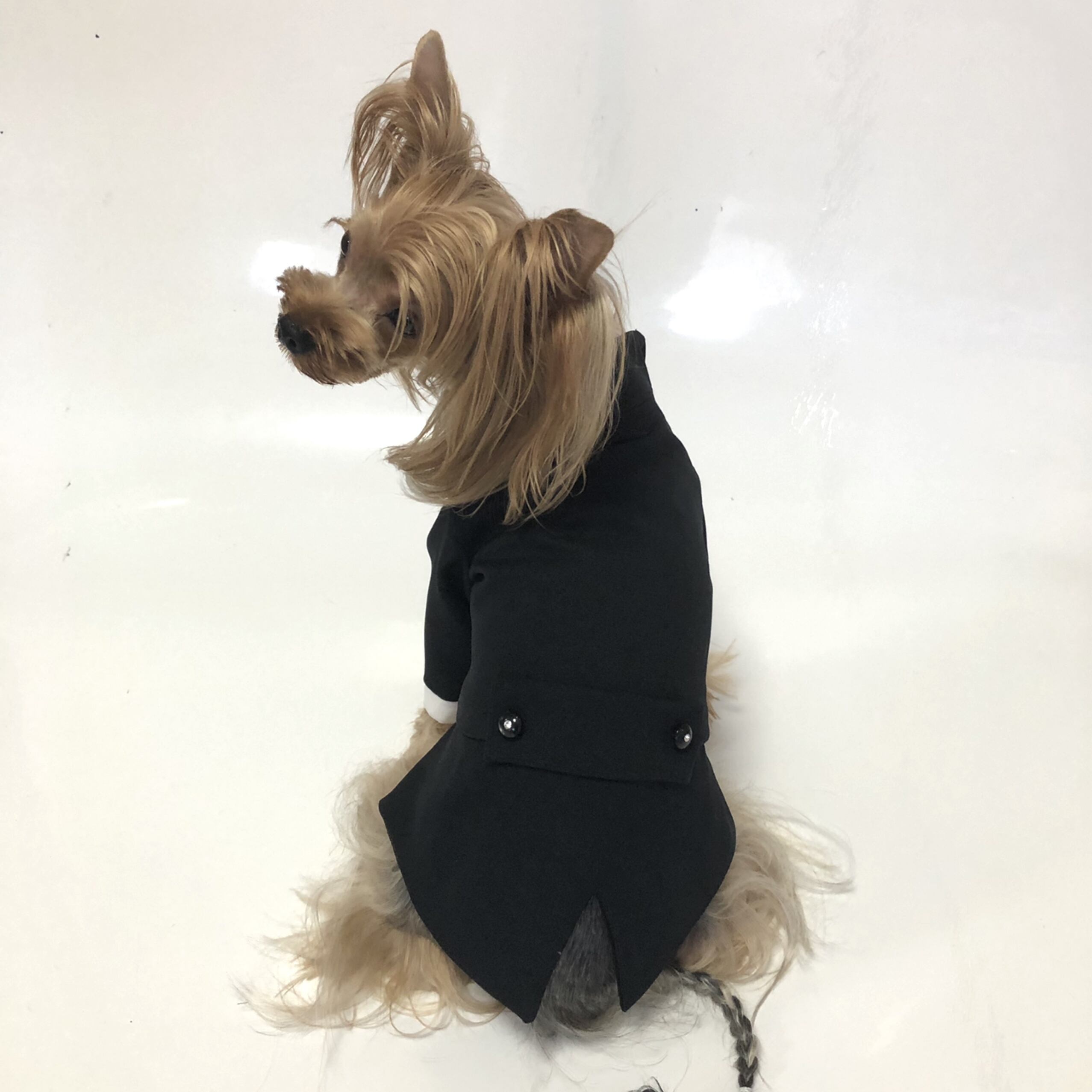 犬服オーダー 新タキシード Dogdress Ari Ra