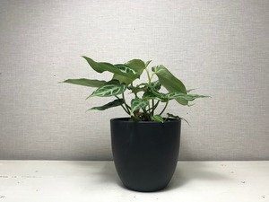 アンスリウム クリスタリナム ホープ