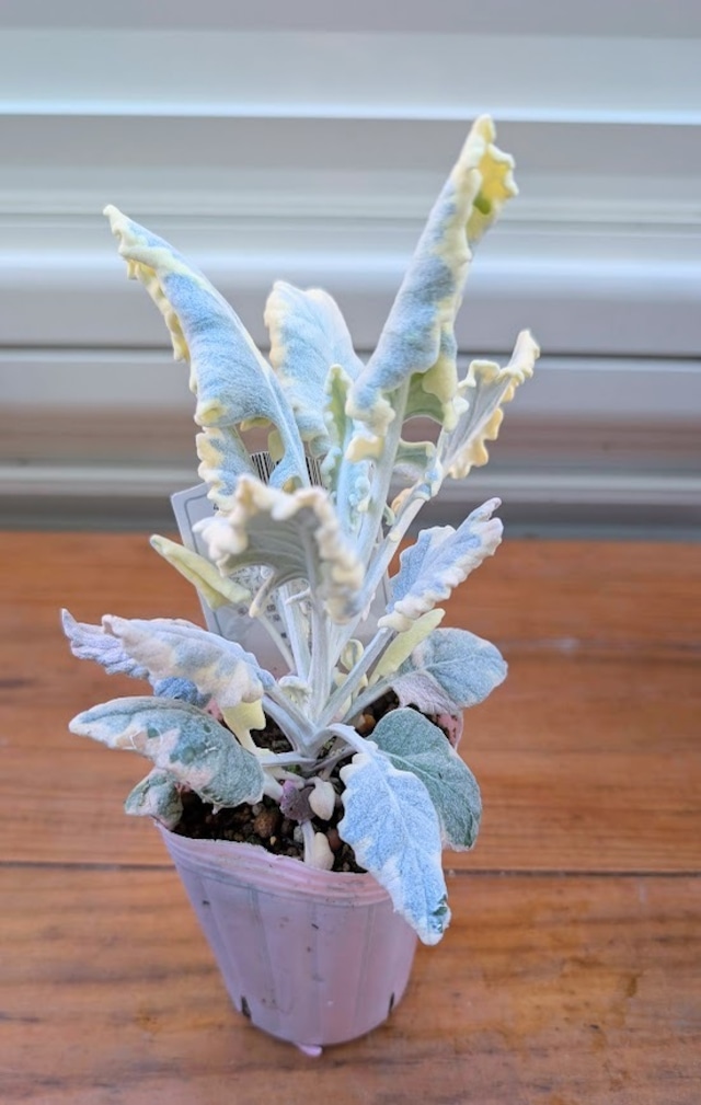 セネシオ『バニラッテ』　2.5号ポット　１苗