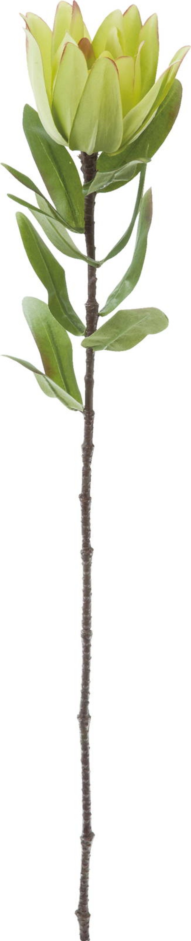 リュウカデンドロ　　FG-4994GR　4961823696176　造花（アーティフィシャルフラワー） > 定番造花グリーン（素材）