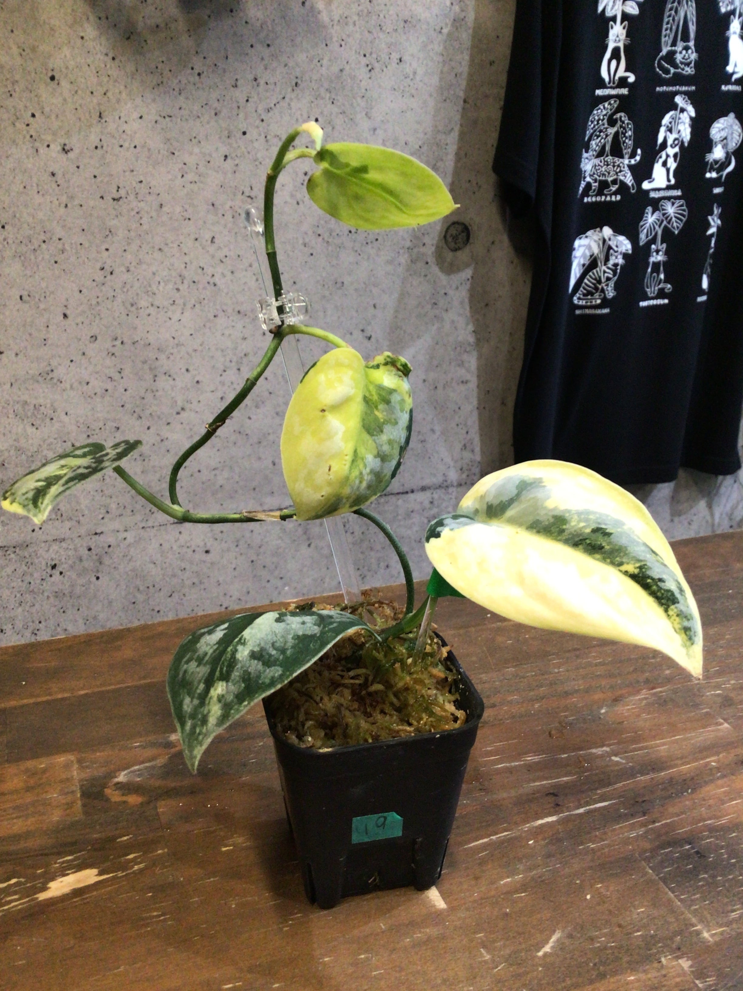 S19 スキンダプサス バクダパティ | MIDORIYA 観葉植物専門店