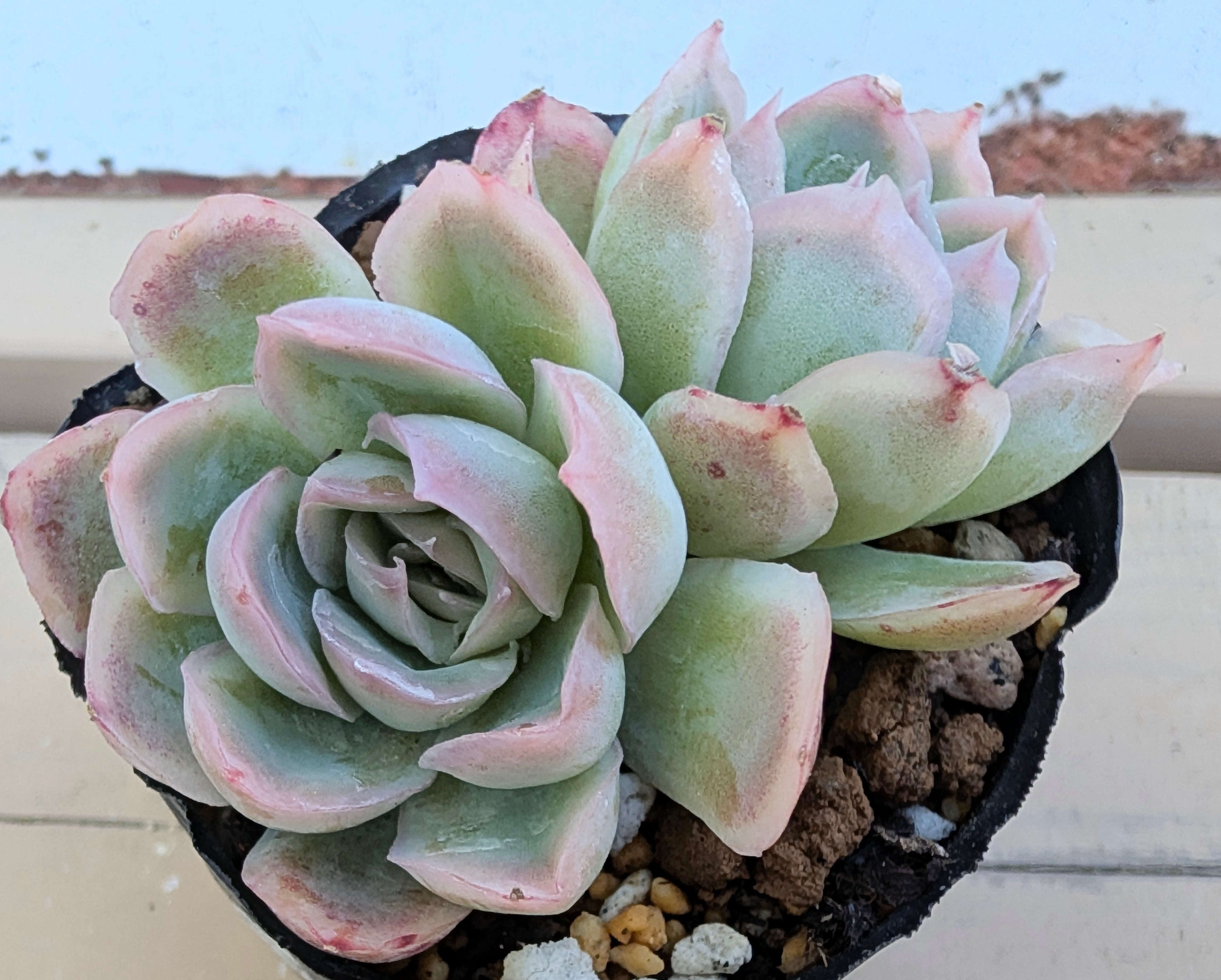 アガベ ピクシー錦 ティンカーベル | Pay ID