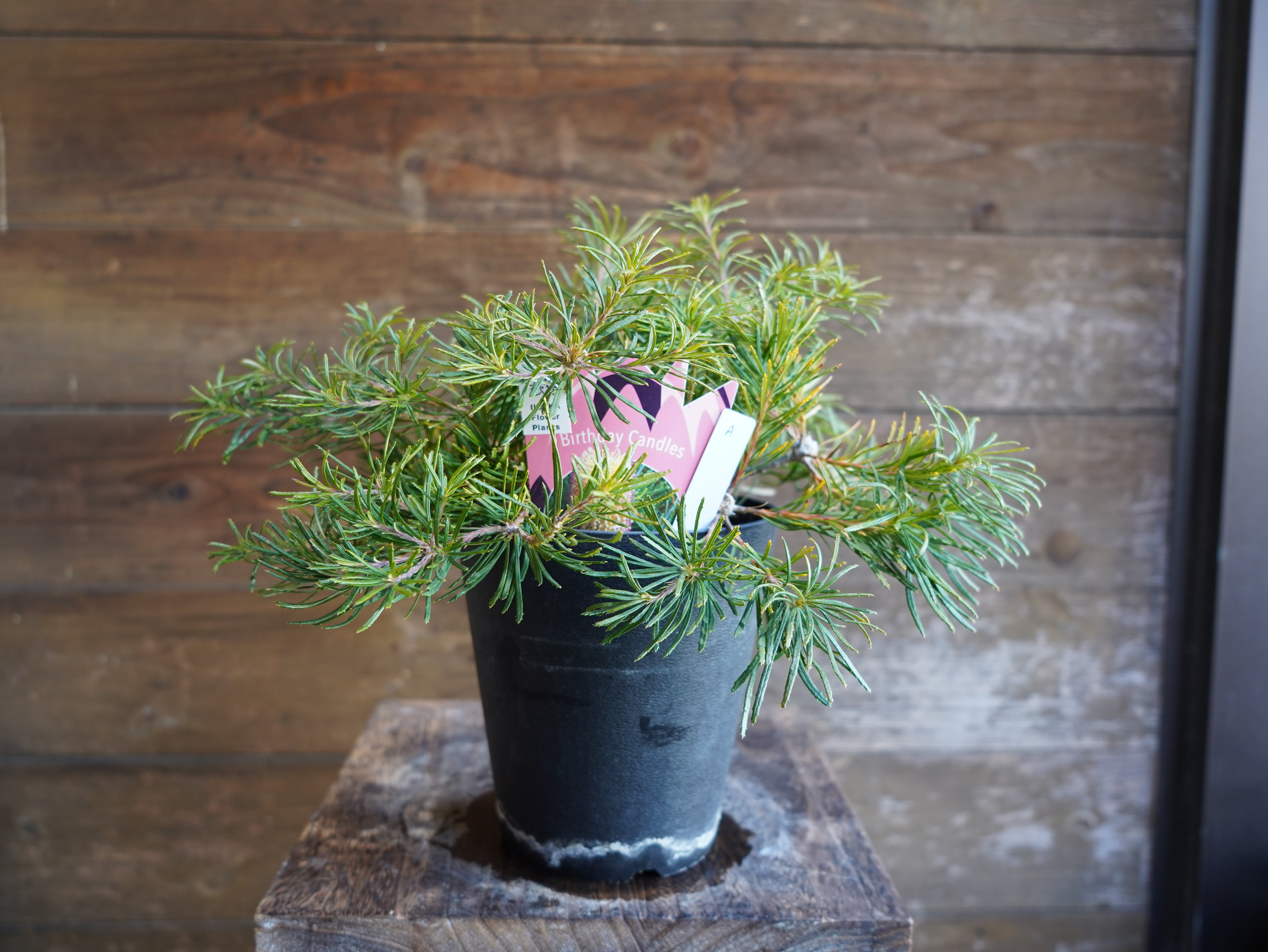 【現物】バンクシア　”バースデーキャンドル”　A