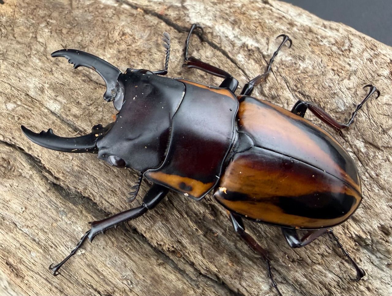 【WD】《ファブリースノコギリ原名亜種 51mmm ペア》