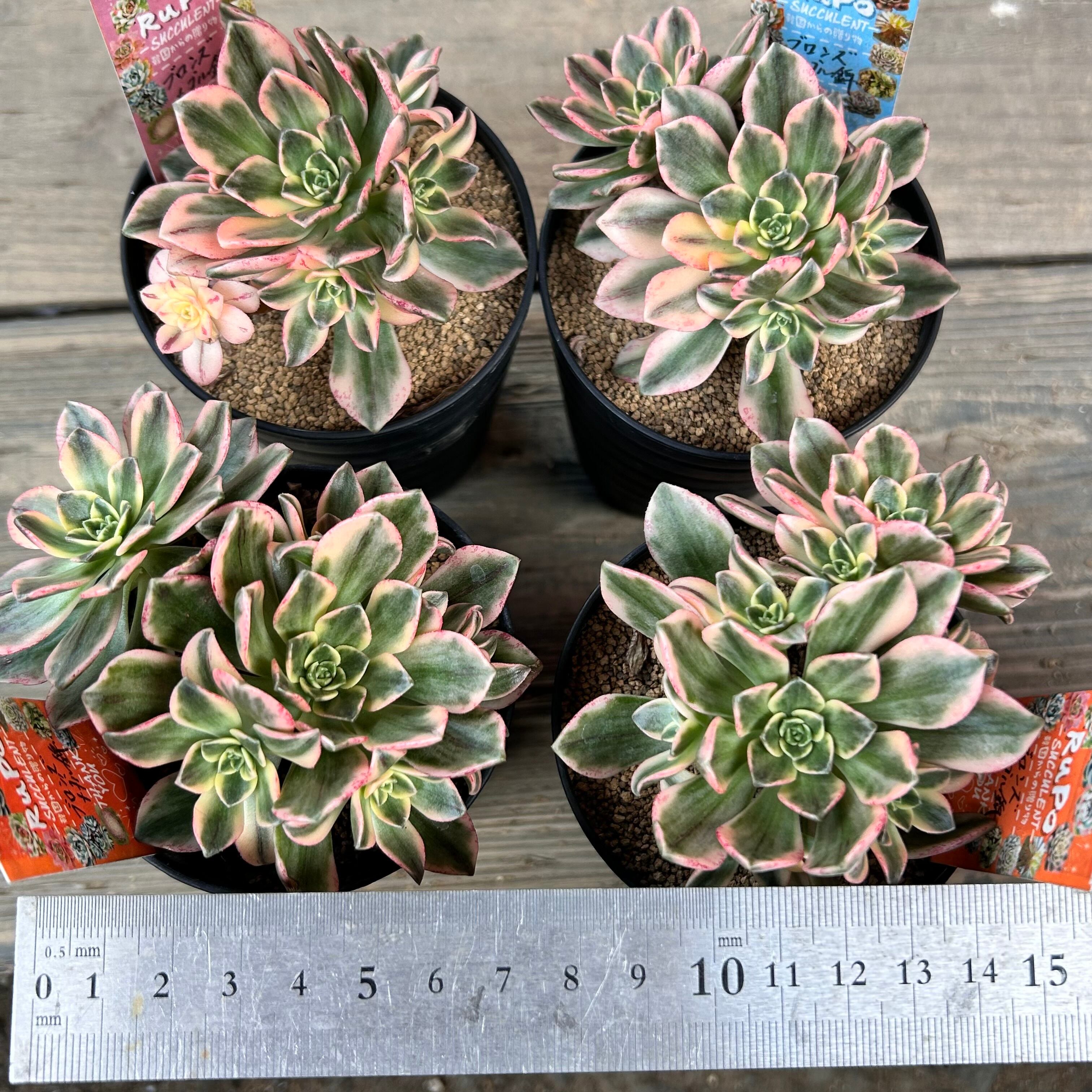 H)ブロンズメタル錦 | RuPo 多肉植物専門店