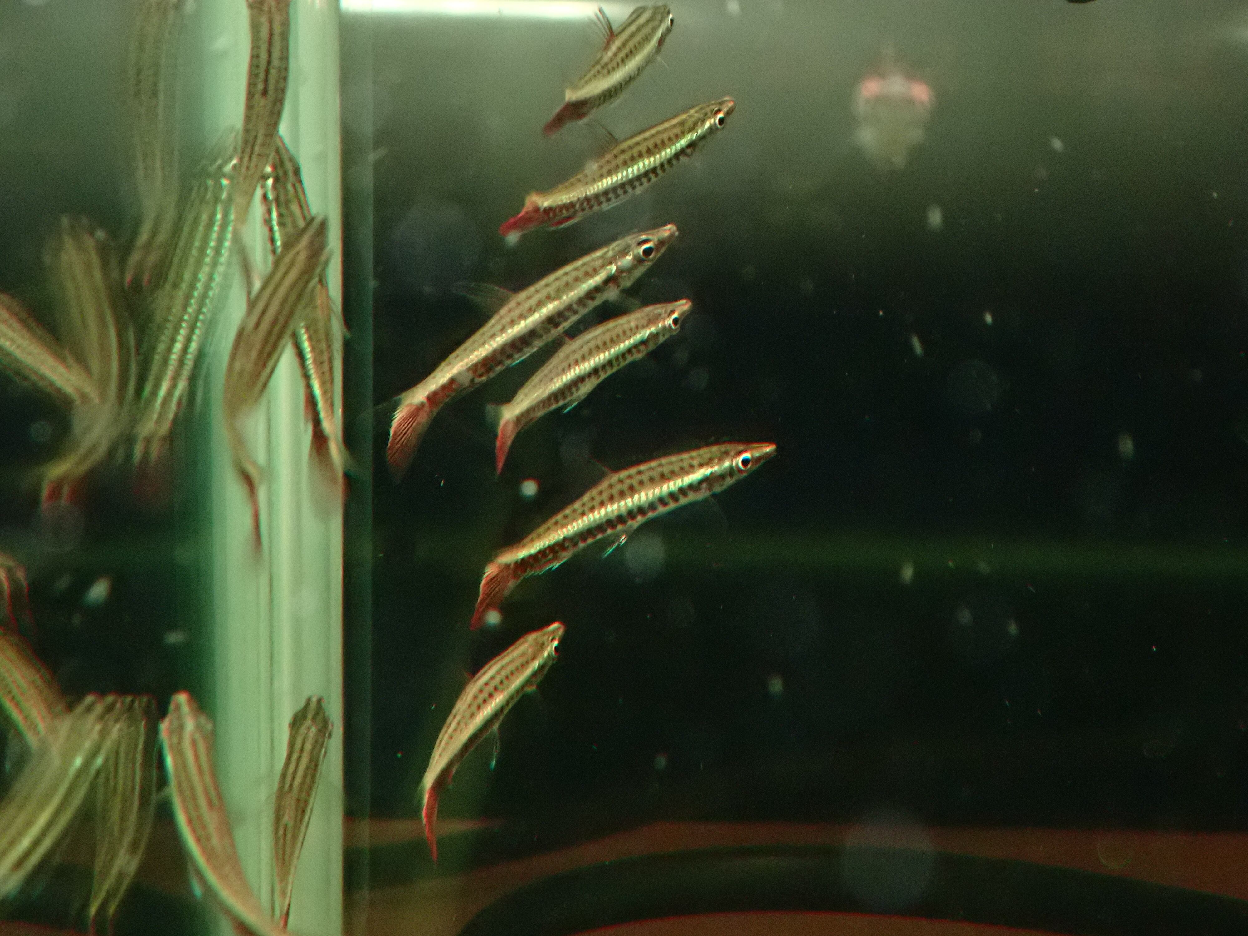 ナノストムス エクエス