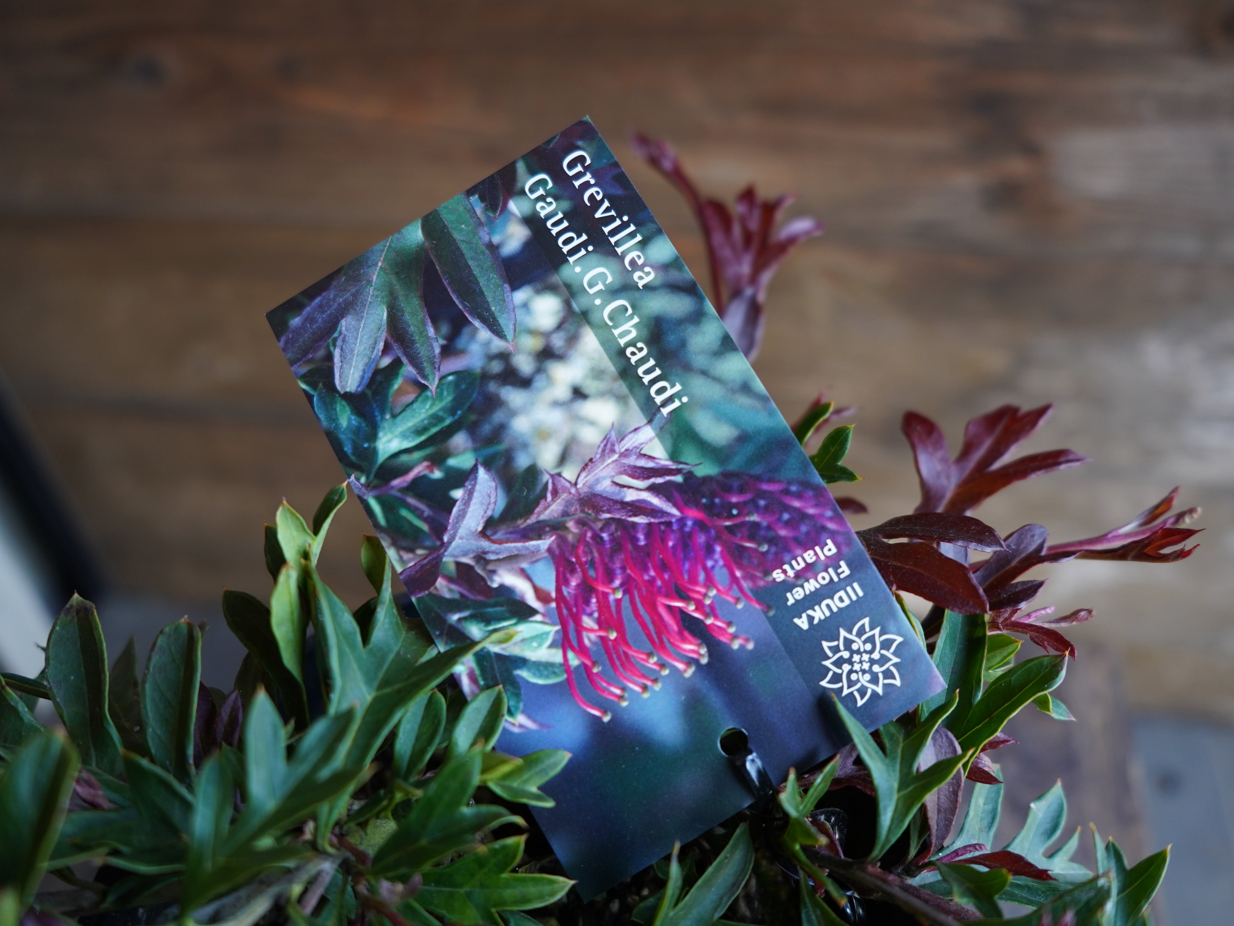 【現物】グレビレア　"ガウディチャウディ"　D