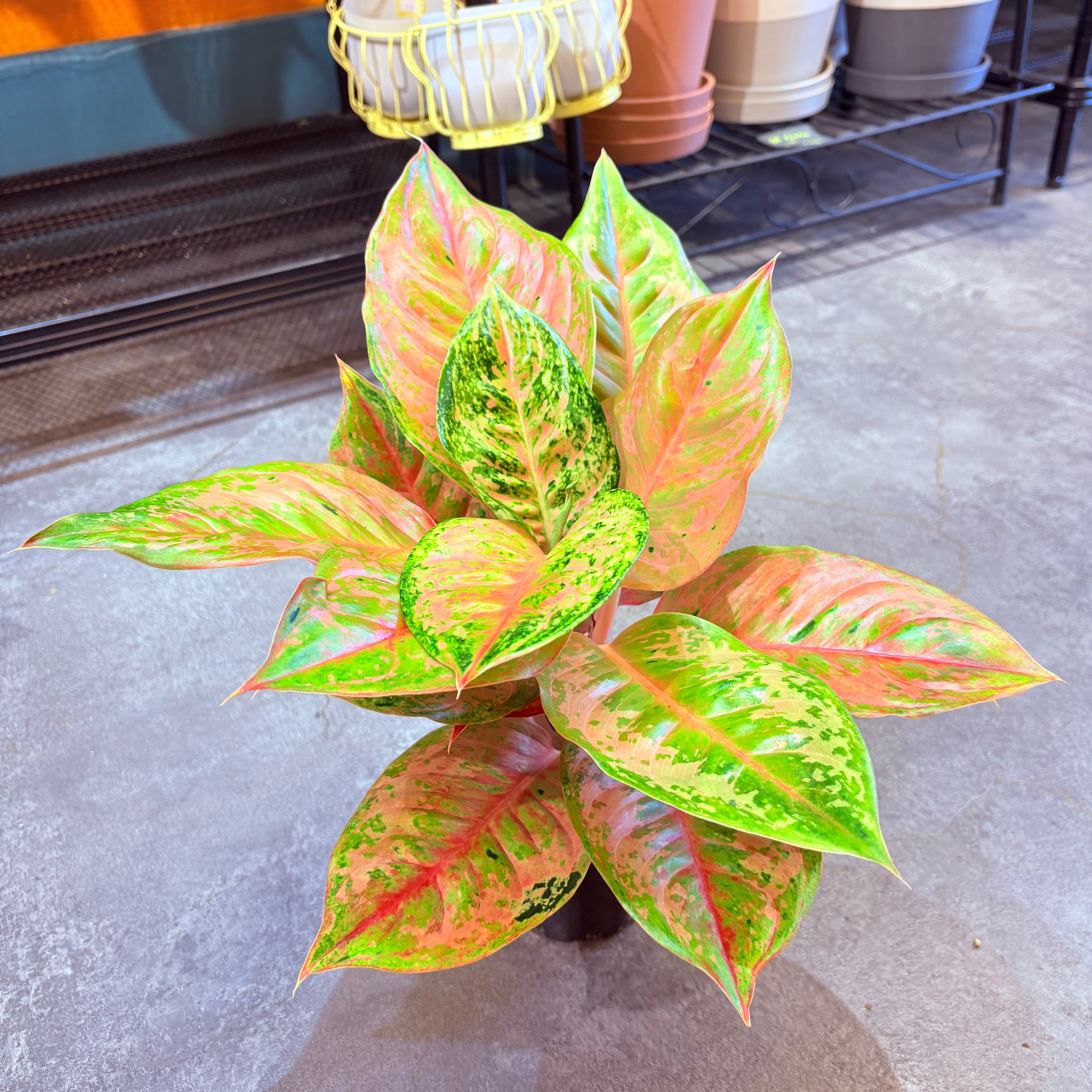 アグラオネマ　専用 アグラオネマ 専用 CATEGORY アグラオネマ | Green Note