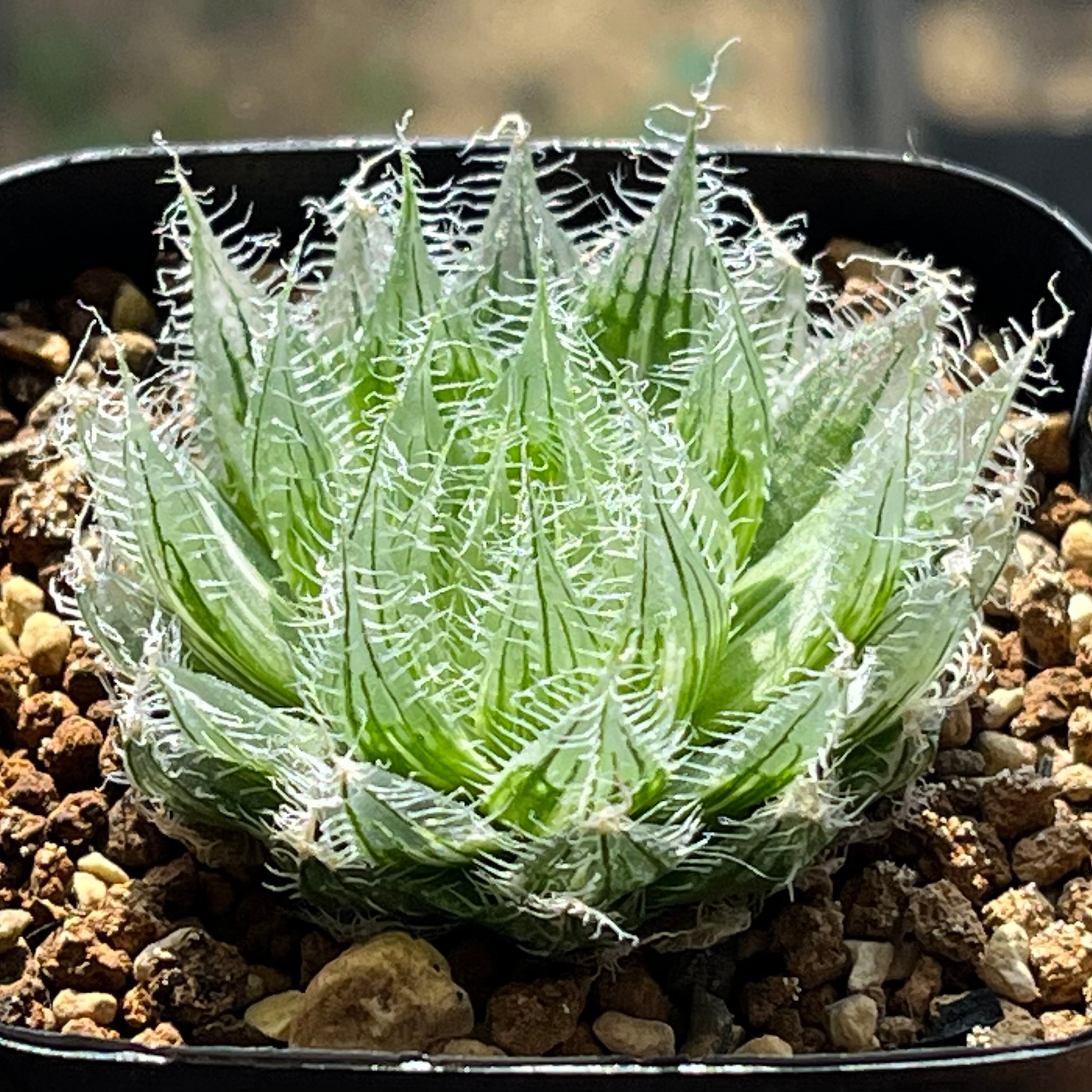 mocono_plants