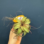 チランジア エリックノブロック【363】