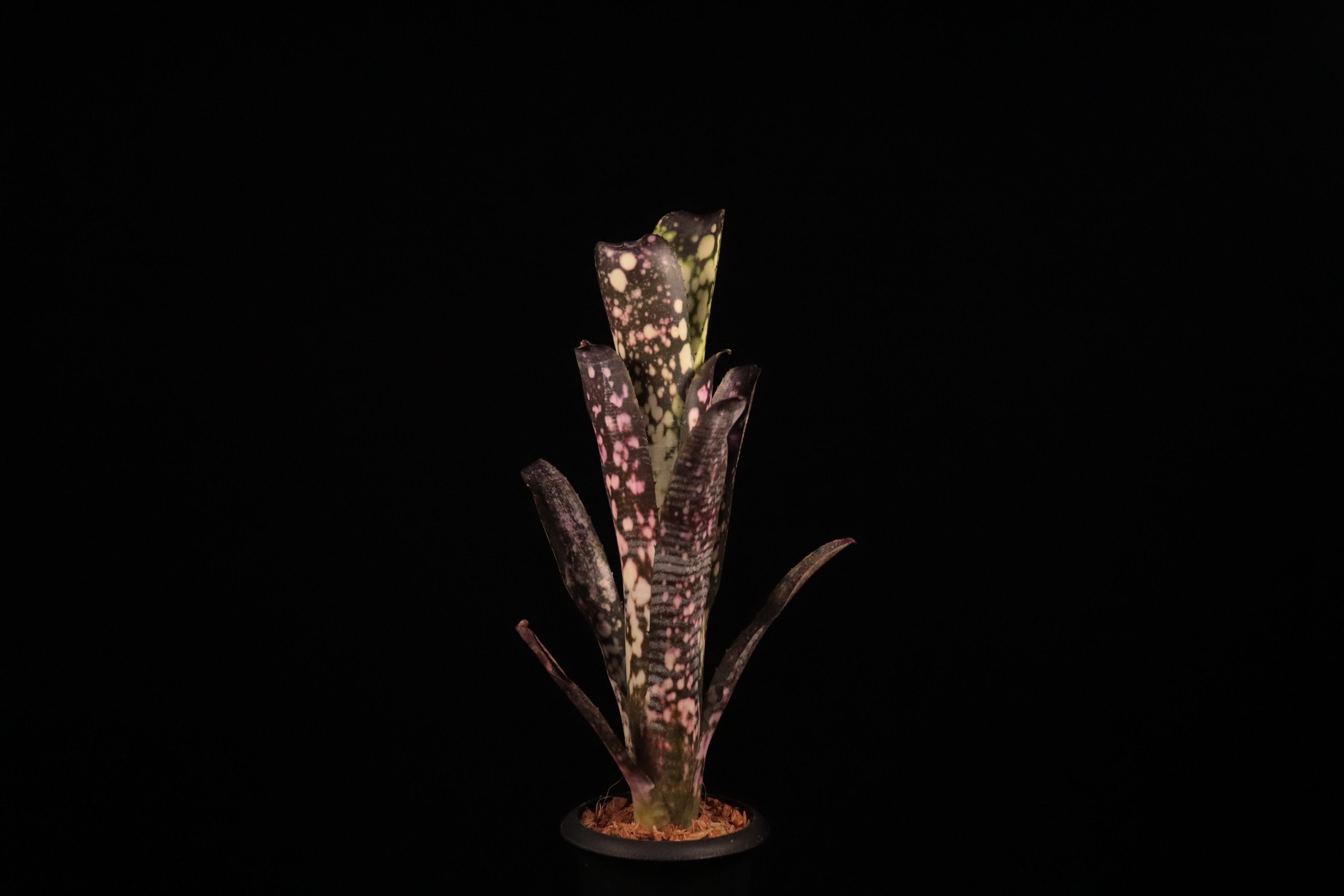送料無料】Billbergia 'Talbot fruit cake'〔ビルベルギア〕現品発送