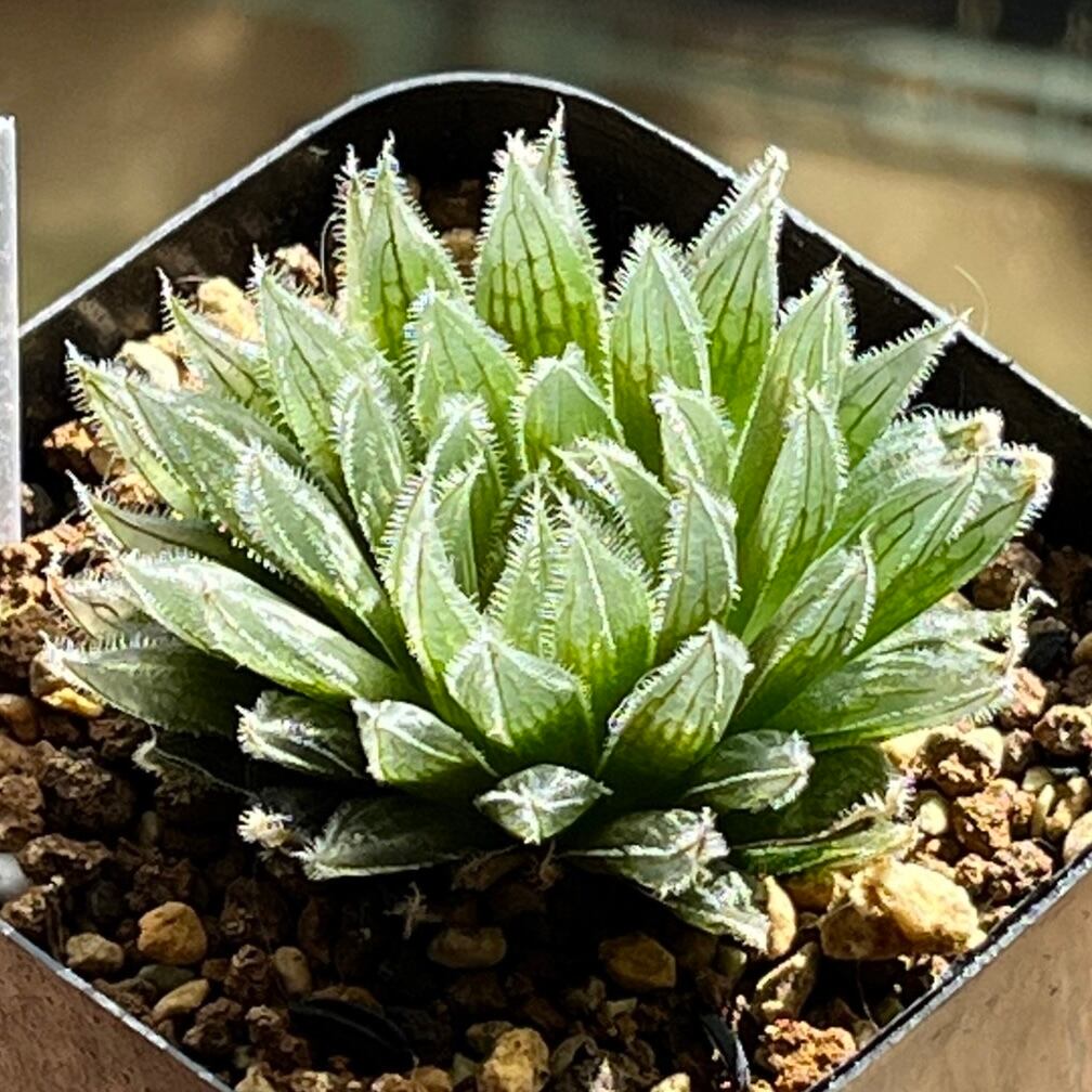 ハオルチア 桜水晶錦 ハオルチア 水晶錦 極上斑 多肉植物 ハオルチア