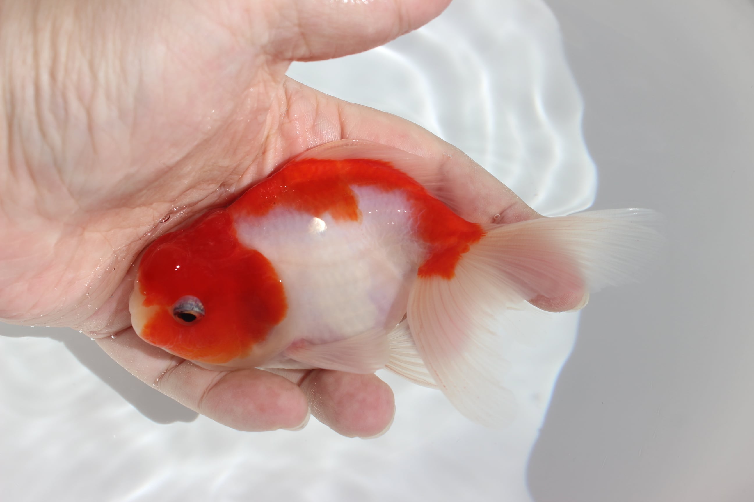 桜東錦 | 金魚専門店 和の美