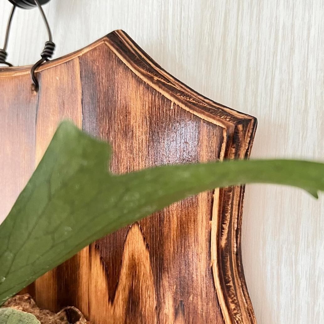ビカクシダ グランデ 板付 【観葉植物 壁掛け コウモリラン】 | PAY ID