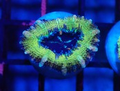 Loadhowensis UltraGrade 3