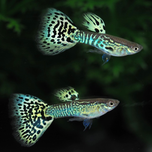 【セール】キングコブラ　2ペア